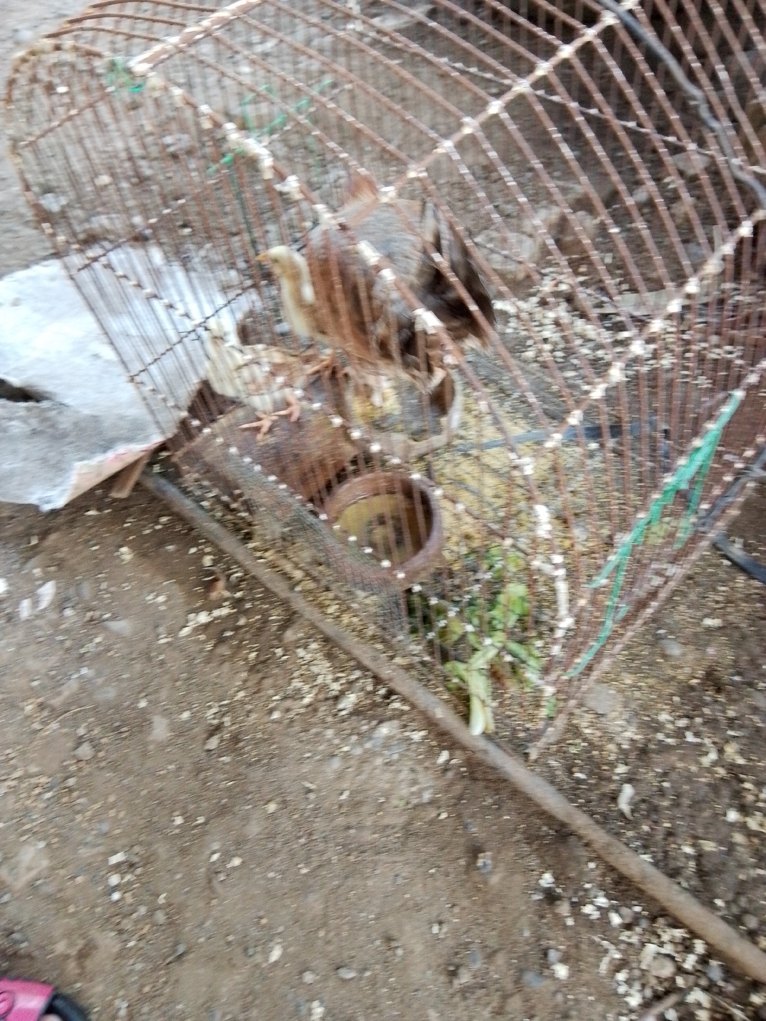 The image depicts an outdoor, ground-level scene in Davao City, Philippines, featuring a rusted, cylindrical metal wire cage. Inside the cage, several domestic fowl chicks, primarily light brown and yellow, are visible pecking at scattered grain feed. A small, dark metal bowl, partially filled with feed, is located within the enclosure. The cage rests on a light brown dirt and gravel surface, with a grey concrete block partially supporting it on the left. Scattered feed, sparse green vegetation, and a dark metal rod extending diagonally across the lower frame are visible on the ground outside the cage. No human figures are present.