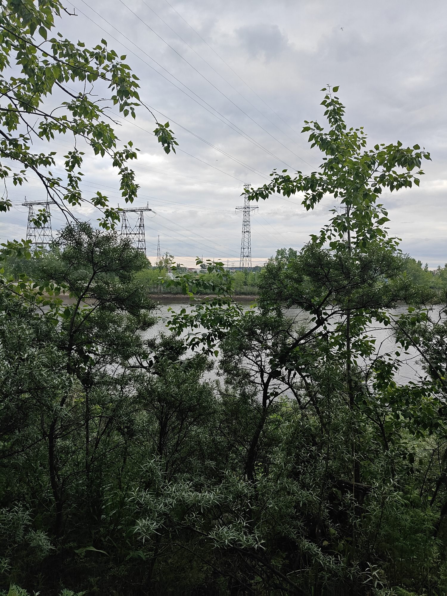This image, captured in Chaikovsky, Russia, depicts a natural landscape overlaid with industrial infrastructure under an overcast sky. The foreground is densely populated with various green plant life, comprising broad-leafed trees in the upper and mid-portions of the frame and numerous bushes with distinct slender, silvery-green leaves in the lower half. Partially obscured by this vegetation, a body of water, exhibiting surface ripples, occupies the midground. In the background, prominent electrical transmission infrastructure is visible, featuring multiple large lattice-frame power pylons and associated power lines extending horizontally across the frame. Two significant pylons are discernible on the left and right sides of the distant bank, with additional power lines crisscrossing the sky. The sky is uniformly light grey due to extensive cloud cover, indicating diffused natural light conditions. No human figures or discernible animal life are present in the scene.