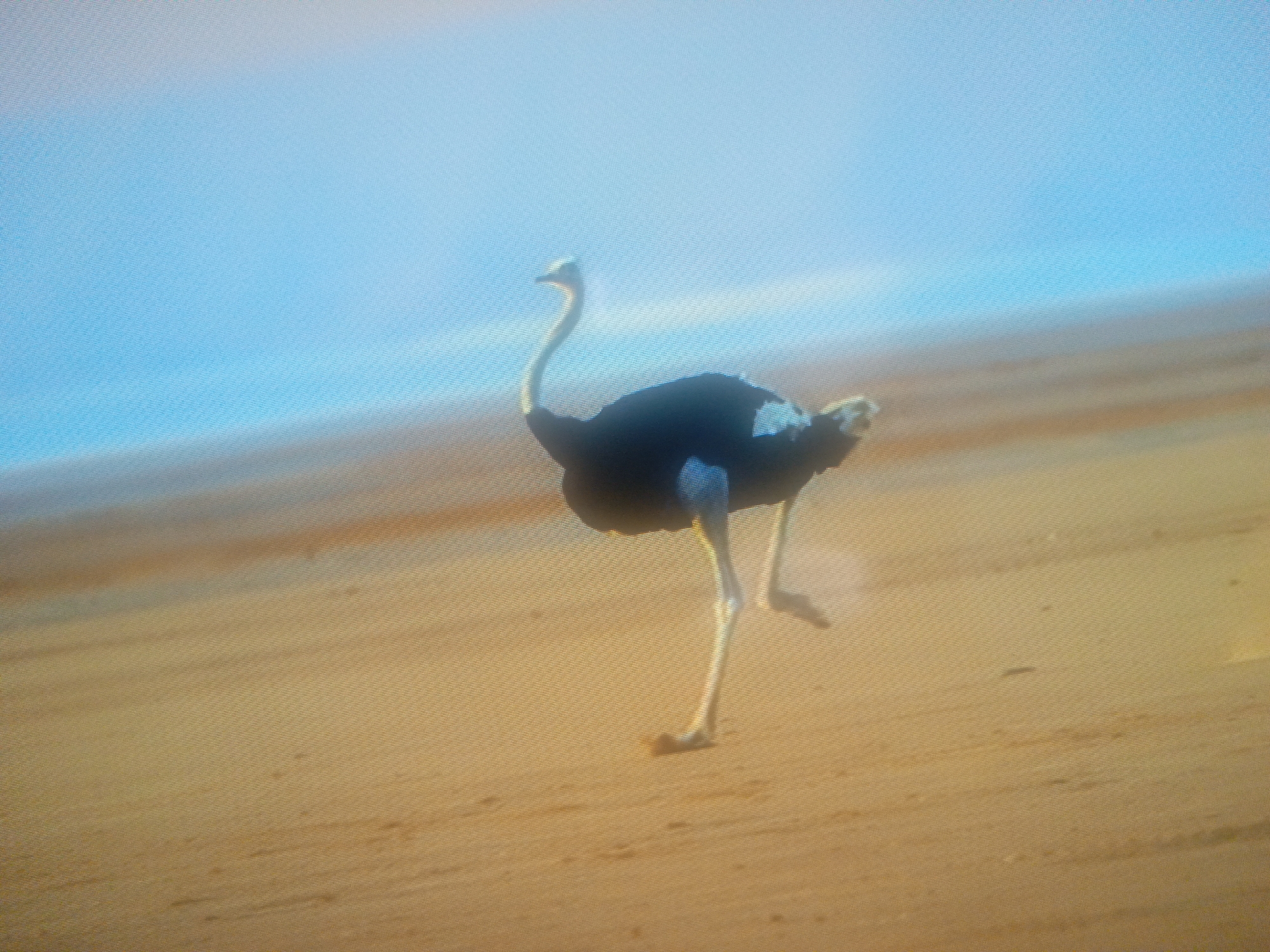 An ostrich walks on a sandy beach. The background shows a horizon with blue sky meeting the sand. The location is unidentified. There is no verifiable evidence to place this image in Juan Griego, Venezuela.