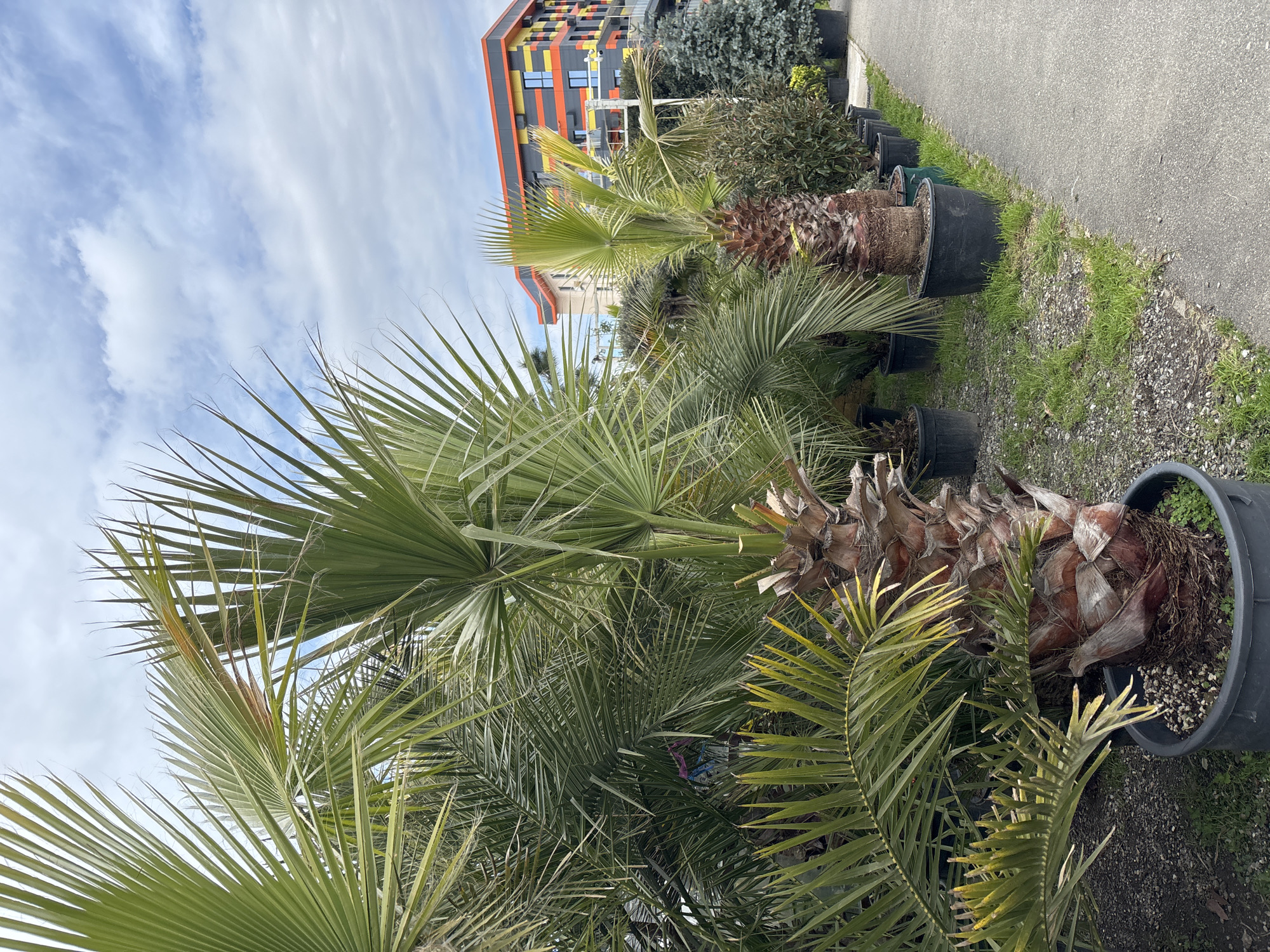 The image shows a row of potted palm trees lined up along a paved walkway, with a modern, colorful building visible in the background. The building has a patterned facade of horizontal stripes in orange, yellow, black, and gray. The palm trees are in black plastic pots and appear to be for sale at a nursery or landscaping business. The scene is outdoors, with a blue sky and scattered clouds overhead. Based on the visible architecture, the foliage, and known landmarks, the location is identified as Sochi, Russia.