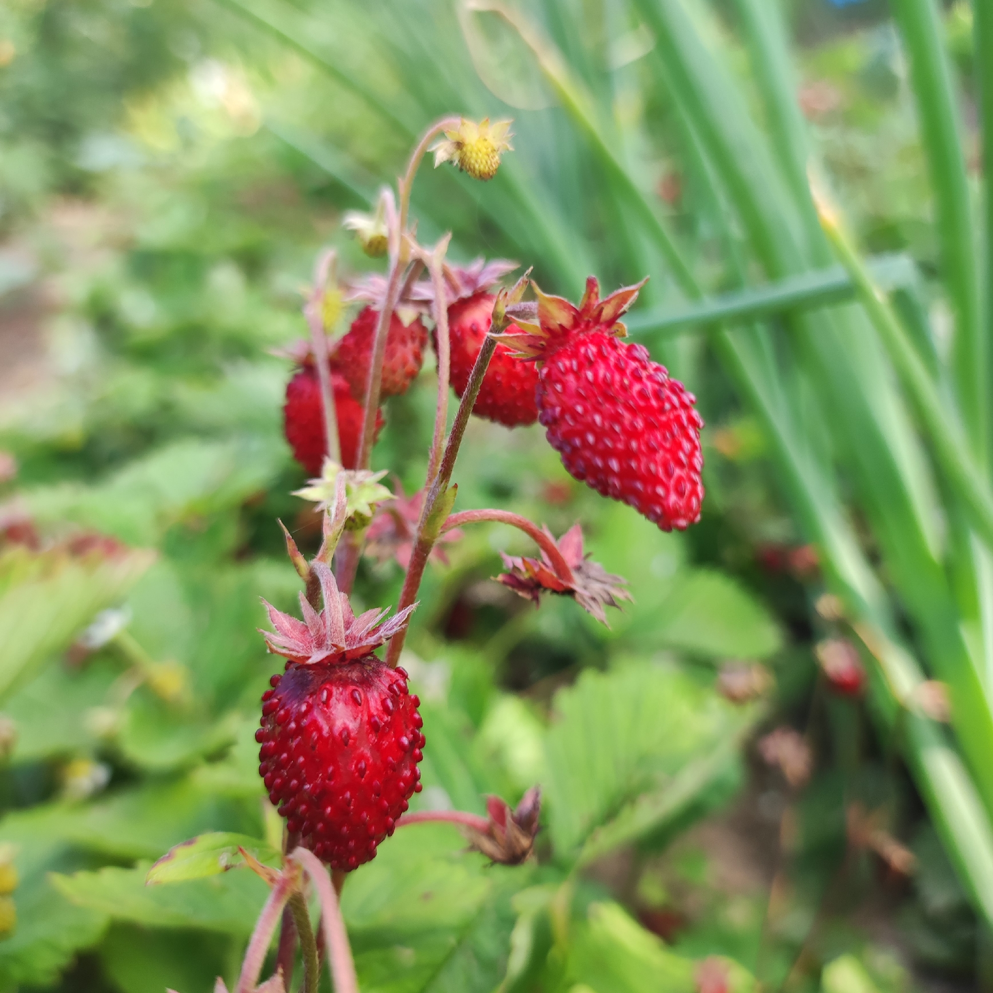 The image shows a close-up view of wild strawberries growing on a plant in a garden. Several bright red strawberries are visible, with their distinctive small seeds on the surface. Some green leaves and thin stems are also present. In the background, out-of-focus green foliage and tall, thin green stalks, possibly from onions or chives, create a natural outdoor setting. The overall impression is a vibrant, close-up shot of ripe wild strawberries, likely taken in a garden or natural environment. The image does not contain any people or specific landmarks that would indicate a location in Navoloki, Russia, or any other specific city.
