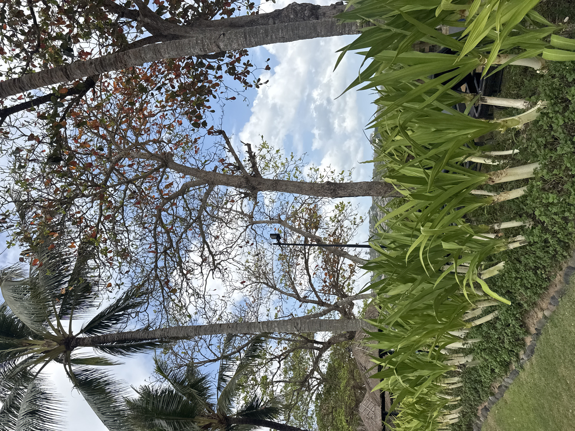 The image depicts a tropical scene in Kuta Selatan, Indonesia. In the foreground, a neatly arranged row of tall, leafy green plants with thick white stalks is visible. These plants are bordered by a textured strip of small green ground cover and a line of dark, rounded stones. To the left of the plants, a well-maintained green lawn stretches out.
Behind the plants, several trees are prominent. Tall palm trees with fronds arching towards the sky stand on the left, interspersed with other trees with bare branches and some with reddish-brown leaves, suggesting a seasonal change or a specific type of tree. In the middle ground, the thatched roofs of several huts or gazebos are visible, hinting at a resort or relaxation area. A black lamppost with a light fixture is also present.
The background reveals a bright blue sky with fluffy white clouds. In the far distance, a hazy, hilly landscape can be seen, suggesting a coastal or elevated area. The overall impression is one of a tranquil, tropical environment, likely a well-kept garden or park within a tourist destination. There are no people or animals visible in the image.