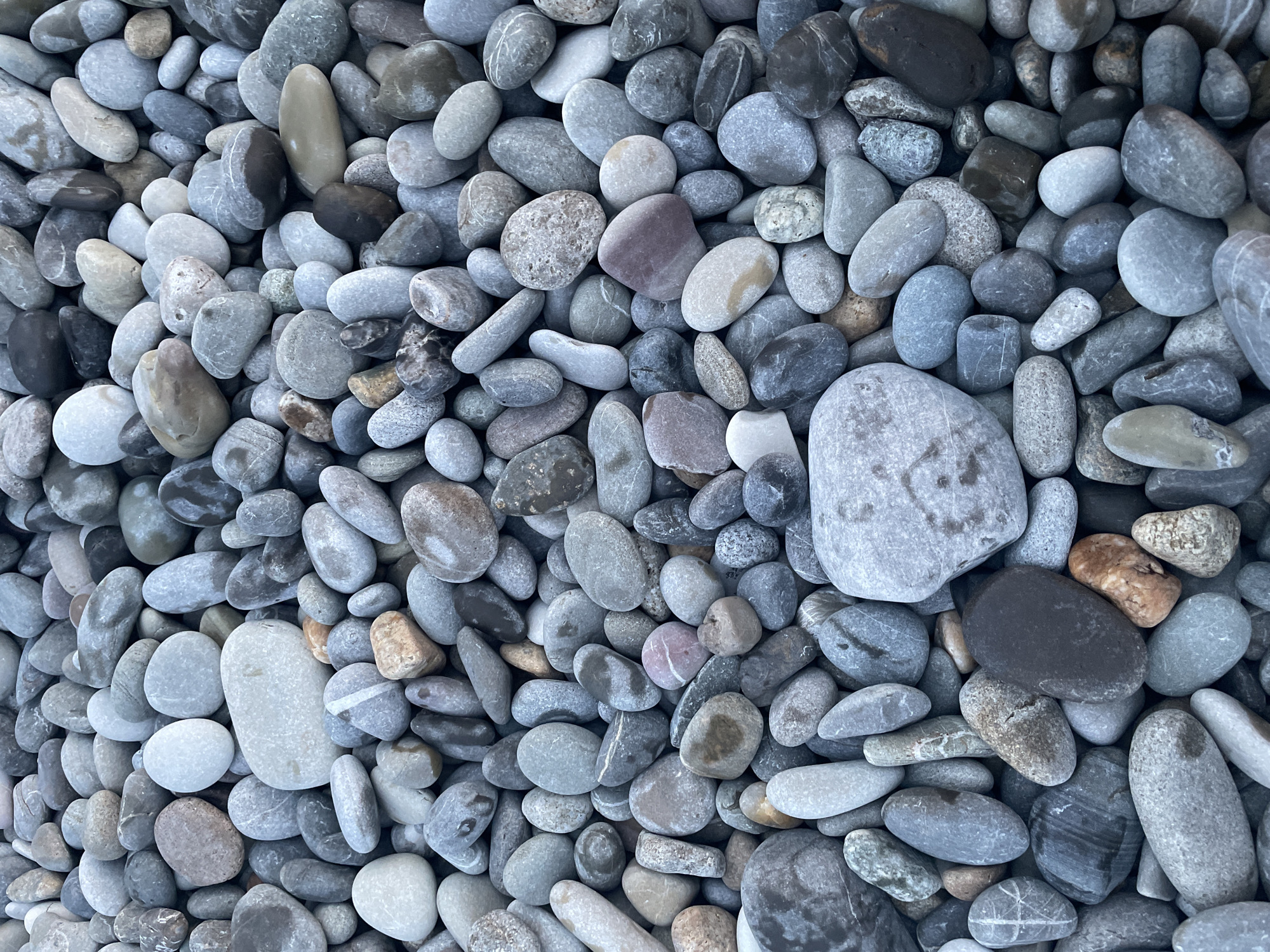 This is a close-up, top-down, eye-level shot of a dense collection of smooth, rounded pebbles. The pebbles vary in size and color, with dominant shades of grey, white, and brown, some featuring subtle patterns or striations. The scene appears to be outdoors, likely a beach or rocky shore, given the texture and composition of the ground. There are no people or animals visible. The lighting is even, suggesting an overcast day or diffused light. The focus is sharp throughout, capturing the intricate details and textures of each individual stone. The overall impression is one of natural, geological accumulation. The specific location in the city of Unknown, Unknown is not determinable from the image.