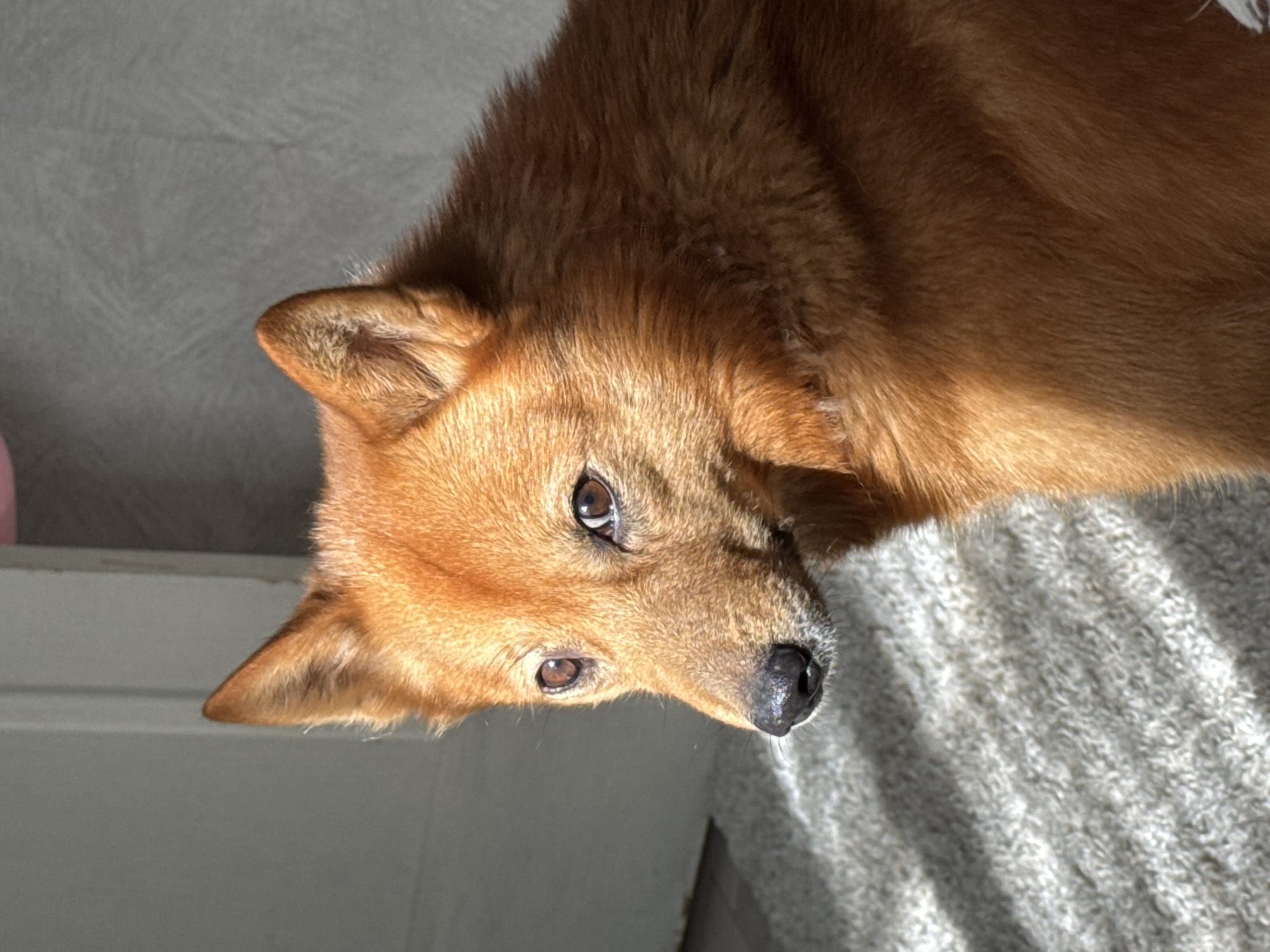 A close-up, tilted shot shows a medium-sized, red-furred dog, likely a Shiba Inu or similar breed. The dog is partially on a gray, textured surface, possibly a carpet or blanket. Light creates shadows and highlights on the dog's fur and face. Part of a white surface is visible in the background. The image does not contain enough information to determine the location as Chaikovsky, Russia, or any other specific place.