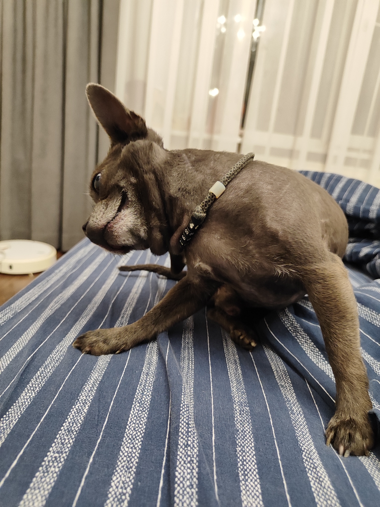 A grey French bulldog is sitting on a blue and white striped comforter in a room. The dog is facing left and looking away from the camera, with its ears pointed upwards. The room appears to be a bedroom, with curtains in the background. There is a white circular object, possibly a robotic vacuum, on the floor to the left of the dog. The lighting is dim, suggesting it is evening or night. There is no information available about the location of Almaty, Kazakhstan.