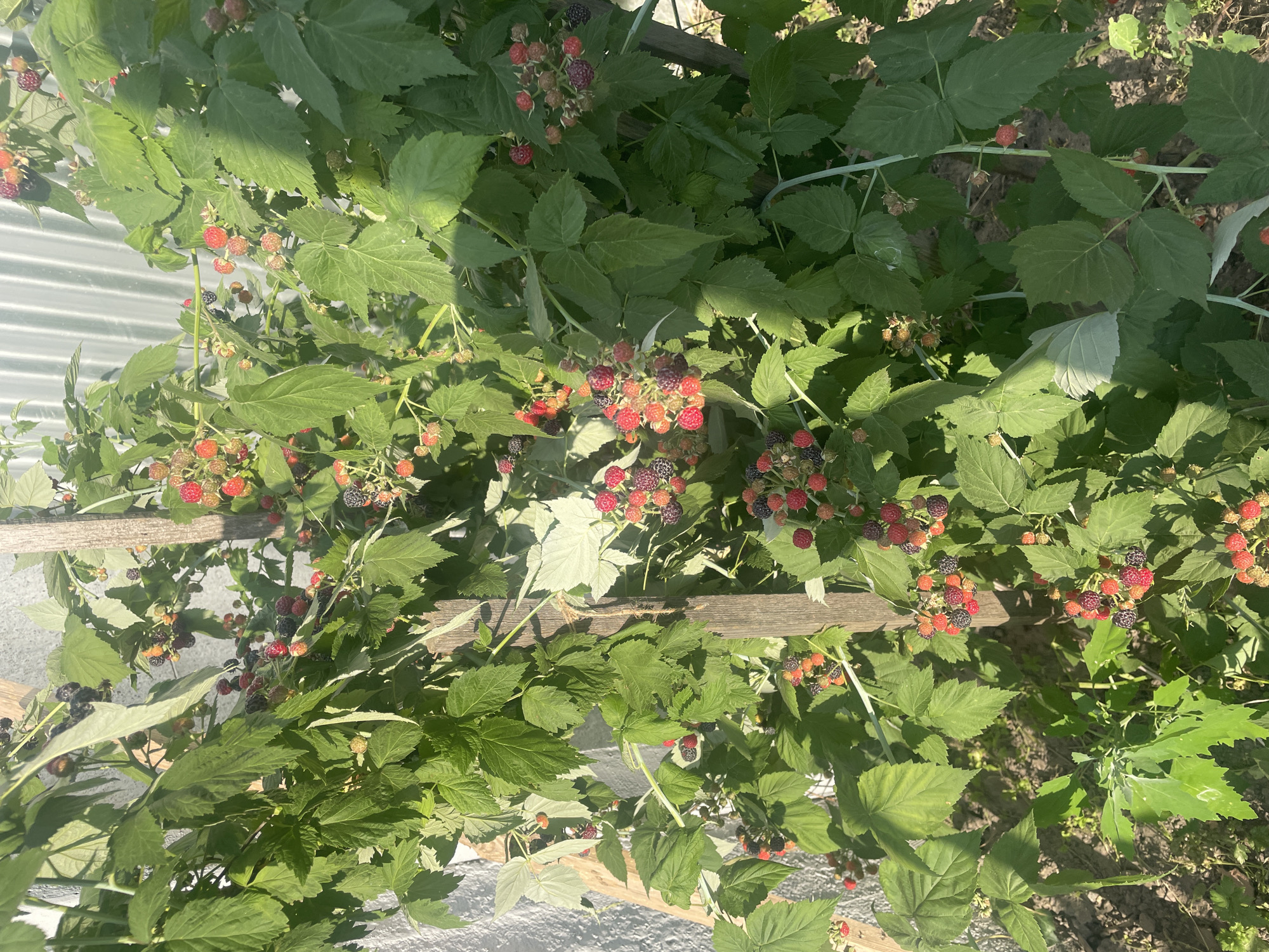 A vertical medium shot captures a dense raspberry bush laden with ripe and ripening berries, set against a backdrop of a corrugated metal fence and a rough textured wall. The bush, characterized by its lush green foliage and woody stems, is supported by a weathered wooden stake. Clusters of red, purple, and black raspberries are visible throughout the plant, some partially obscured by leaves. The sunlight casts dappled shadows, highlighting the textures of the leaves and berries. The ground beneath the bush appears to be dry soil with some sparse green undergrowth. The scene is located in Kobeliaky, Ukraine.