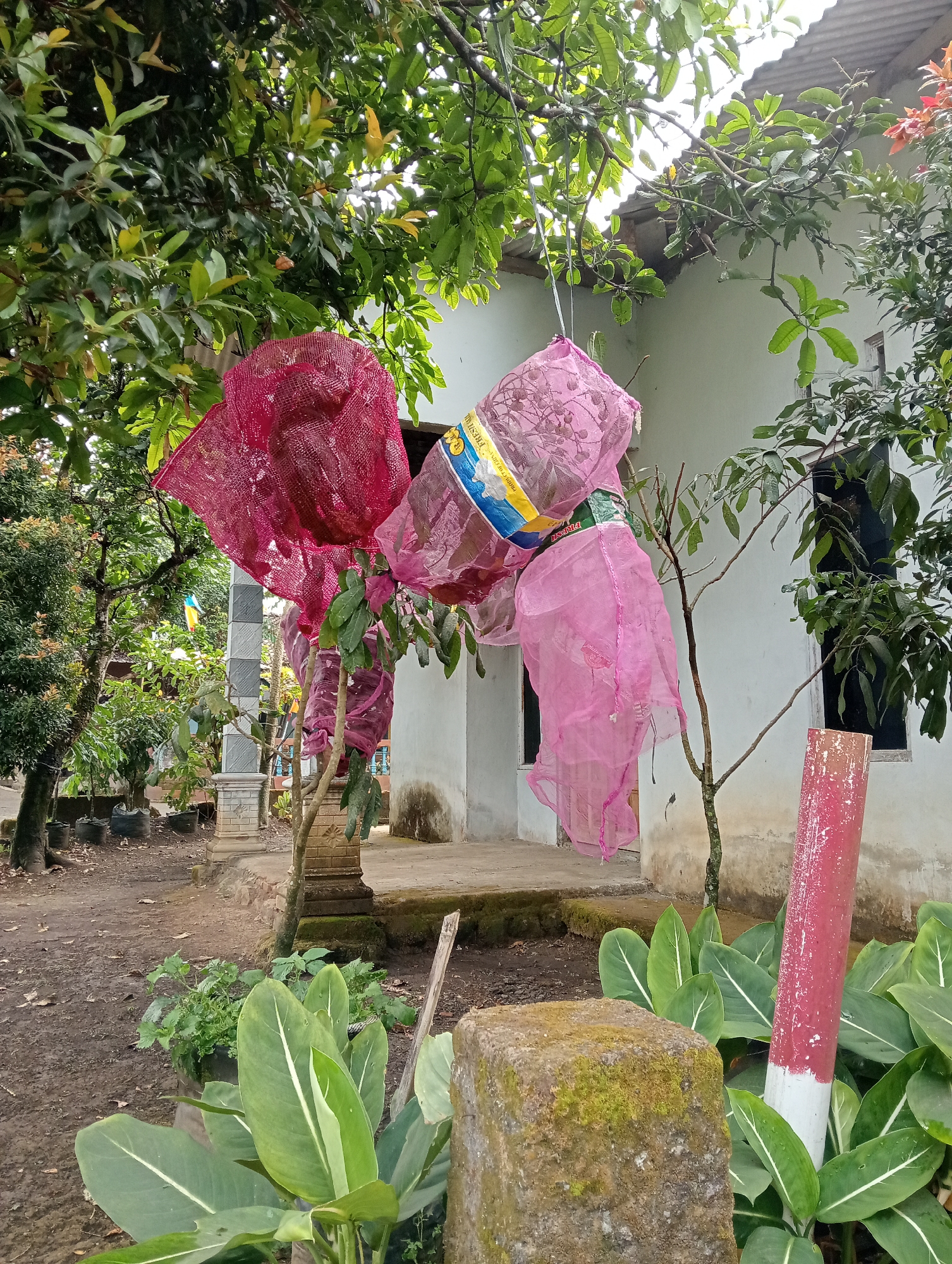 In Krajan Kidul, Indonesia, a low-angle outdoor shot captures a rural scene with a white house in the background. The house has a grey tiled roof and a window. In the foreground, a tree with green leaves branches out, partially obscuring the house. Two bags, one red and one pink, made of a mesh-like material, are hanging from the tree branches. The red bag is fuller and more voluminous than the pink one. The pink bag is more elongated and appears to be tied to a pole with blue and yellow bands.
The ground in front of the house is dirt, with some scattered leaves. To the left of the house, there is a pathway made of concrete slabs, and to the right, a thick green plant with large leaves grows. A concrete pillar, covered in moss, stands in the foreground on the right, next to a red and white painted pole. The atmosphere suggests a typical day in a rural Indonesian setting.