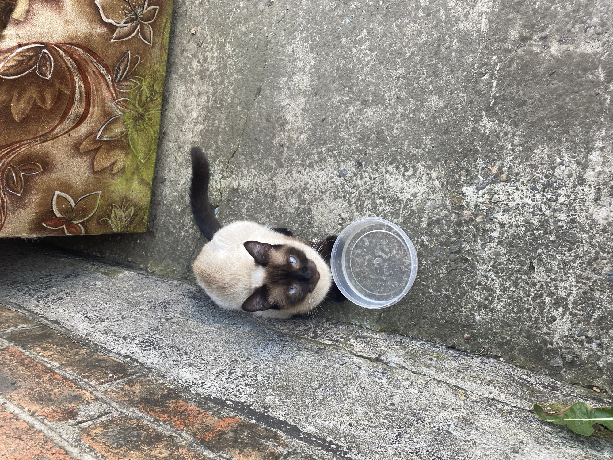 A Siamese cat with blue eyes sits on a concrete surface next to a clear plastic bowl. The cat is looking up at the camera. Behind the cat is a brick wall. To the right of the cat is a brown upholstered object with a floral pattern. The scene is outdoors, possibly in an urban environment like Kisliakovskaya, Russia.
