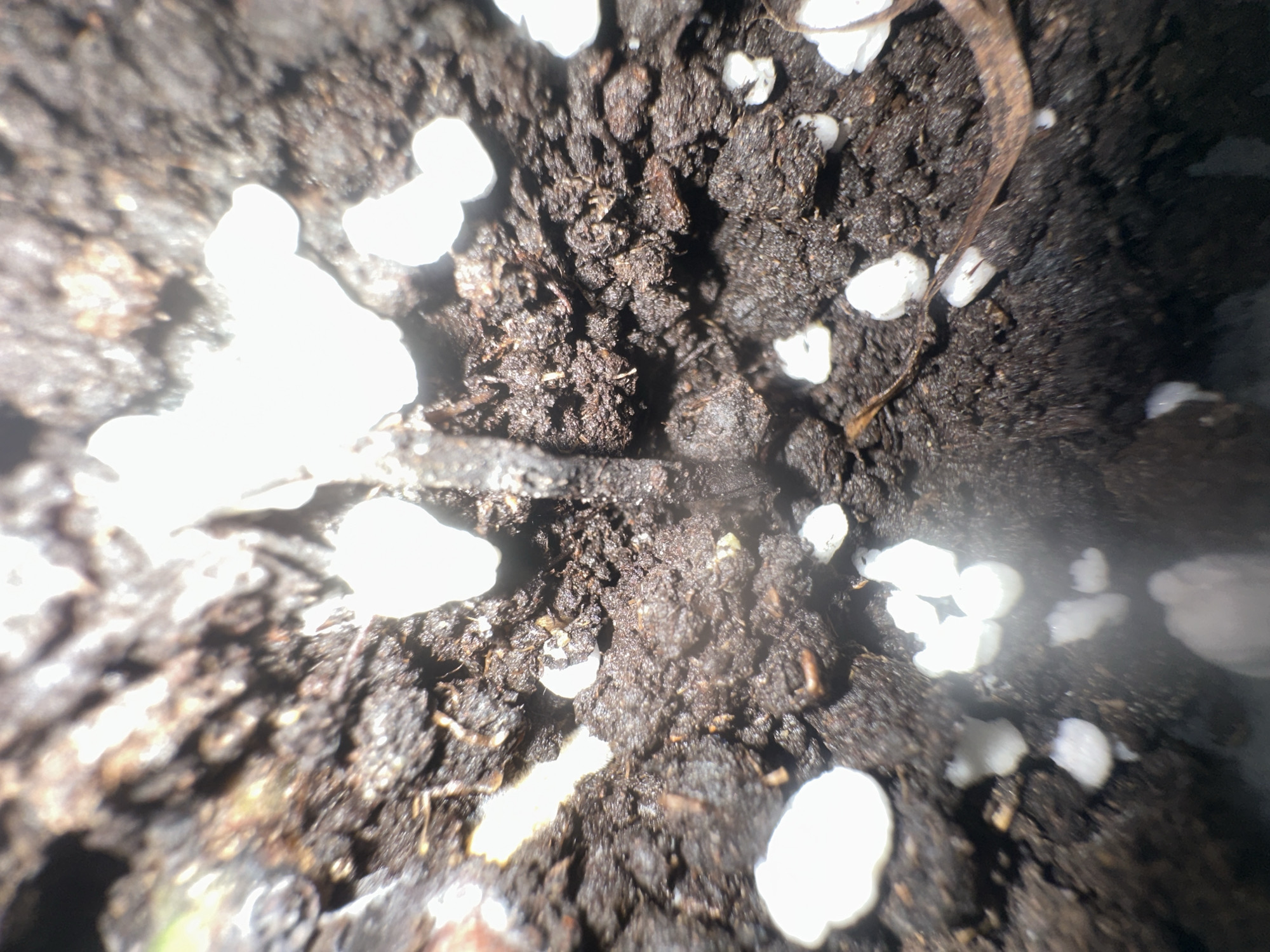 This is a close-up, macro photograph of dark soil with numerous small, irregular white objects scattered across its surface. The white objects appear to be crystalline or mineral deposits, possibly efflorescence, which is common in soil. The texture of the soil is rough and uneven, with visible grains and organic matter. The lighting is somewhat harsh, creating bright highlights on the white material and deep shadows within the soil. The focus is shallow, with parts of the image being slightly blurred, especially towards the edges. There are no people, animals, or identifiable structures visible. The image seems to capture a detail of the natural environment, likely the surface of soil in a garden or natural setting. There is no discernible text, time of day, weather, or emotional cues. The context provided, Belgrade, Serbia, suggests this image was taken in that geographical location, but offers no specific visual clues within the frame itself.