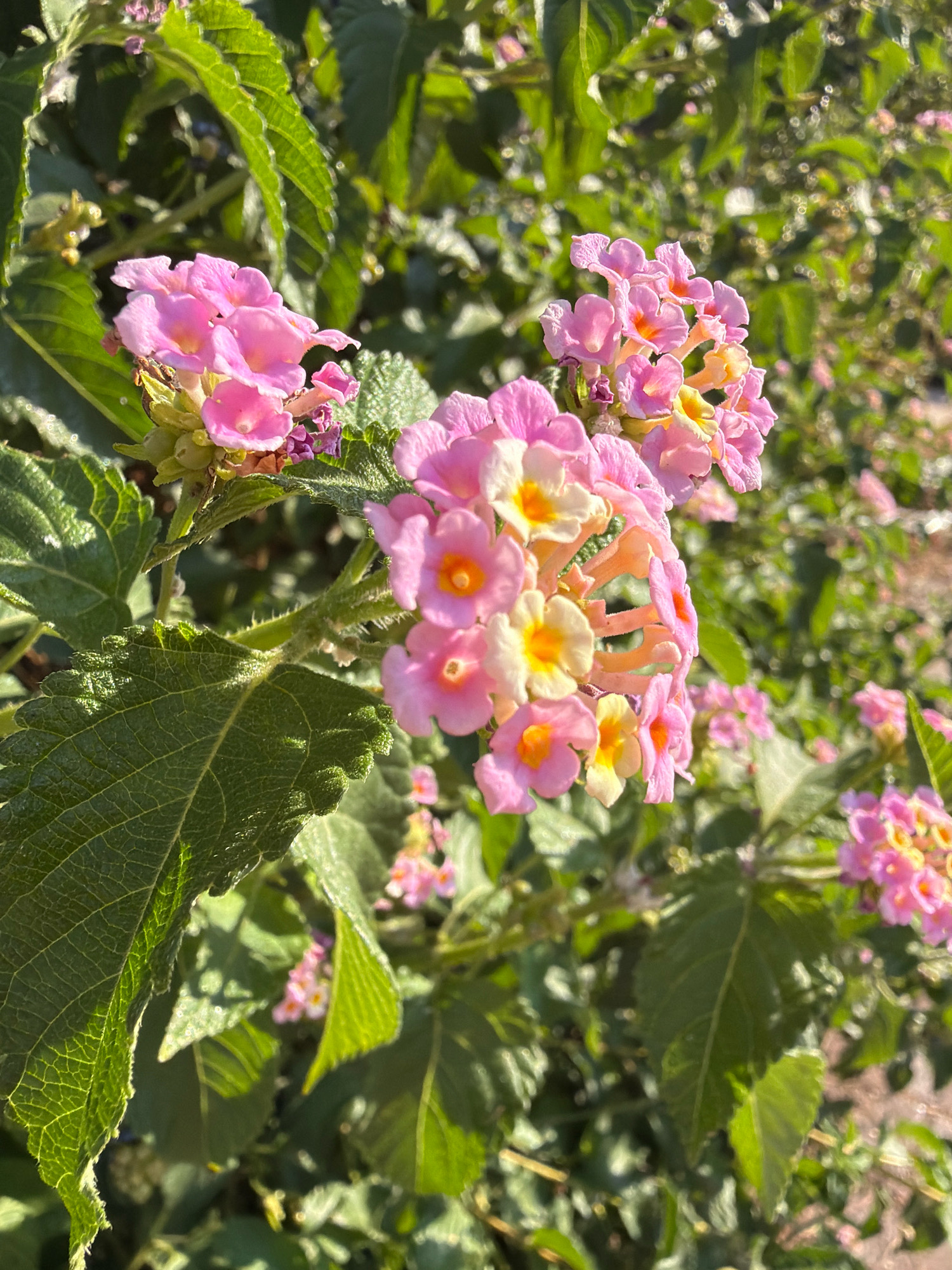 In Antalya, Turkey, a cluster of pink and yellow Lantana flowers are in bloom. The flowers are small and tubular, with ruffled edges, and are arranged in rounded clusters. The petals range in color from pale pink to a deeper rose, with centers that are a vibrant yellow. Some of the flowers have a soft peach hue. The blossoms are surrounded by lush, green leaves, some of which have a slightly rough texture and serrated edges. The sunlight filters through the leaves and flowers, casting dappled shadows and highlighting the delicate details of the petals and foliage. In the background, more of the flowering plant and its foliage are visible, creating a dense, verdant tapestry. The overall scene evokes a sense of natural beauty and vibrant life.