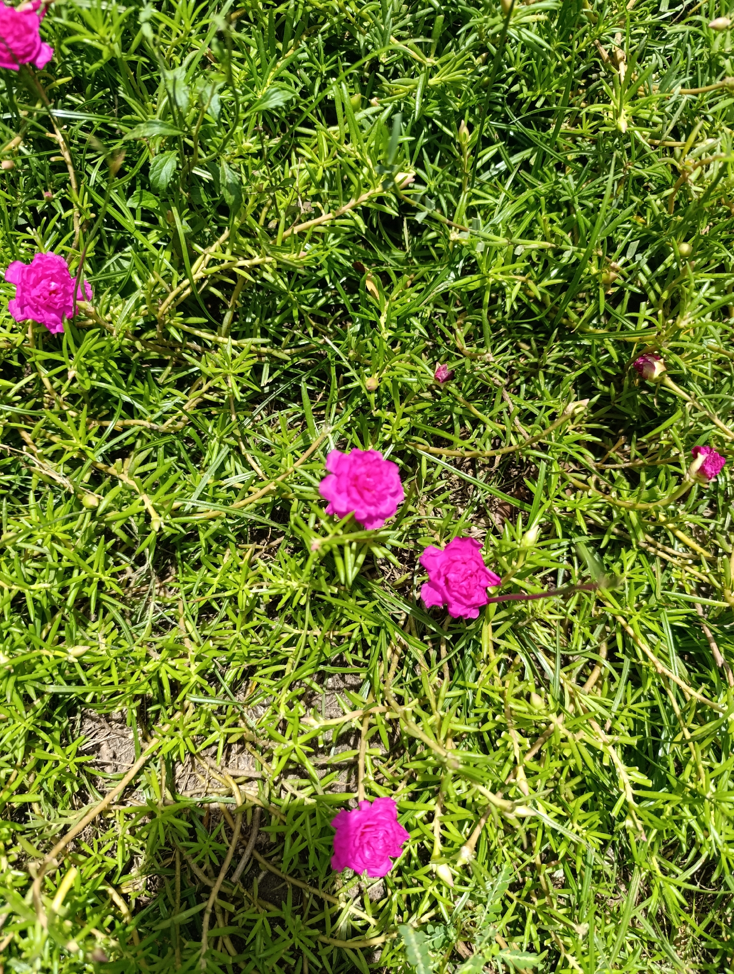 A top-down, close-up shot captures the vibrant green foliage of a plant with several bright pink flowers. The plant appears to be ground cover, with thin, trailing stems covered in narrow, needle-like leaves. Some of the flowers are fully open, showcasing their layered petals, while others are still in bud form, adding textural variety to the scene. The background consists of more of the same dense green plant, with glimpses of dark soil peeking through in some areas. The lighting suggests a sunny day, with highlights and shadows dappled across the leaves and petals, indicating the scene is outdoors in a natural setting. There are no people or any other discernible objects or structures visible in the image. The image was taken in an unknown urban environment.