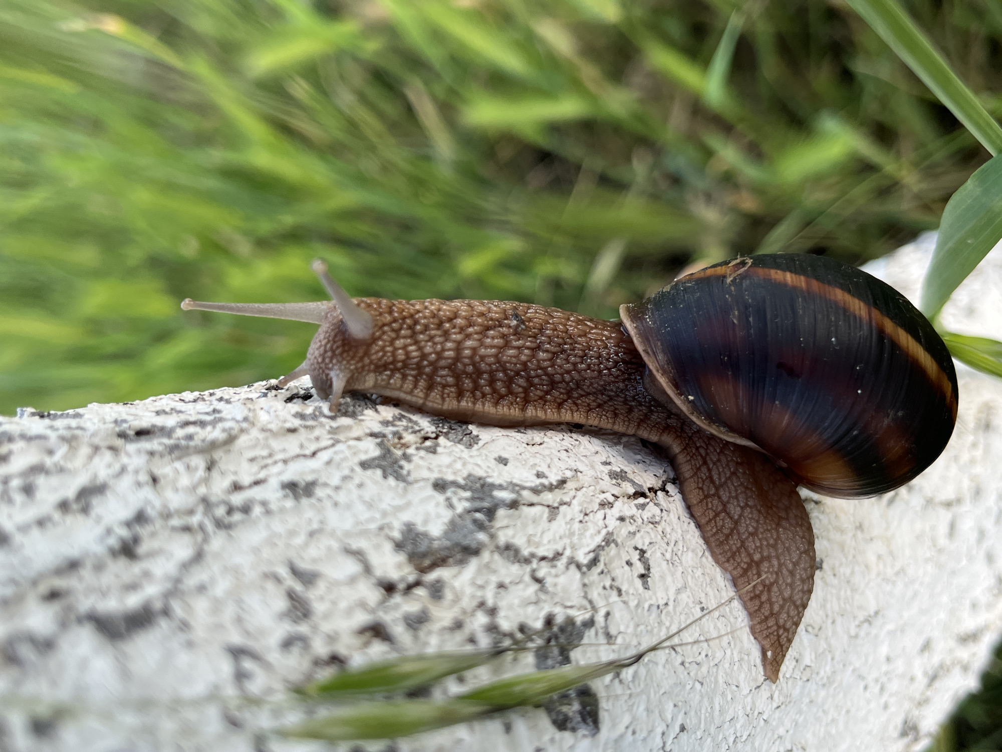 A close-up shot captures a snail slowly moving across a textured white surface, with a blurry green background of grass or foliage. The snail is positioned centrally, facing towards the left of the frame. Its brown, mottled body, covered in small raised bumps, is fully extended, with its eyestalks (tentacles) visible and extended forward. The snail's dark brown shell, featuring a distinct lighter brown or tan stripe wrapping around its spiral, is prominent on its back. The foot of the snail, which is the underside of its body, is visible as it adheres to the rough, off-white surface. This surface has dark grey or black specks and texture, resembling weathered concrete, stone, or a painted wall. In the lower part of the foreground, on the white surface, are a few thin, dried strands of grass. The background is a soft blur of vibrant green, suggesting a garden or natural outdoor environment. The lighting indicates it is daytime, though direct sunlight is not harsh, possibly suggesting an overcast day or early morning/late afternoon. The scene conveys a peaceful, natural moment, set in Plovdiv, Bulgaria. There is no visible text in the image.