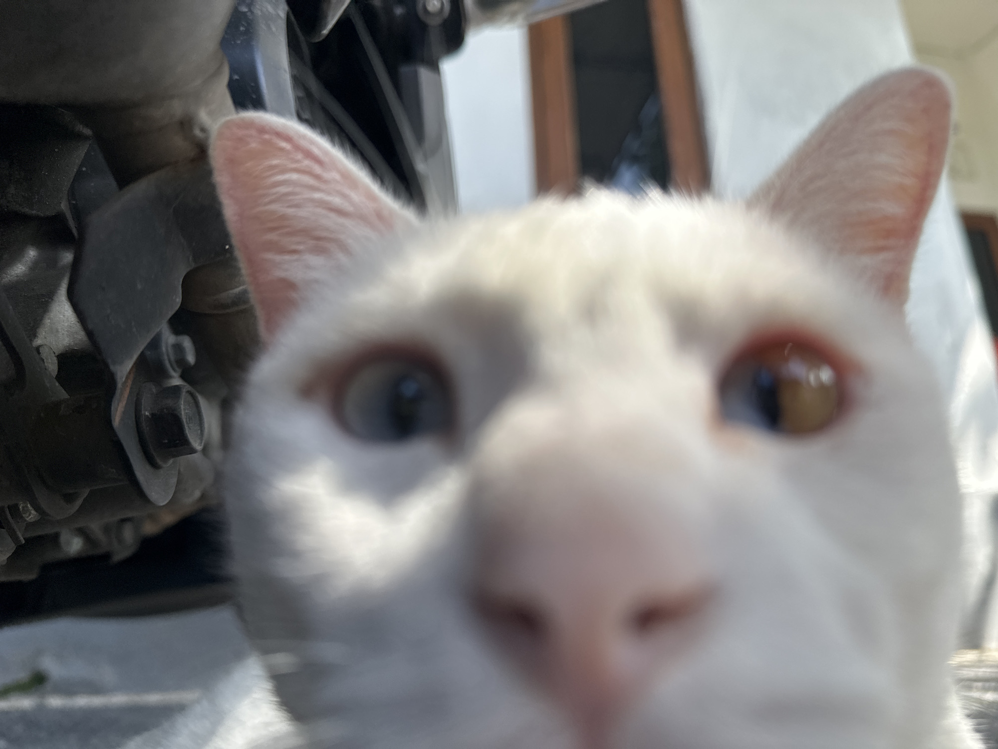 A close-up, low-angle, eye-level shot captures the face of a white cat with heterochromia, meaning its eyes are different colors. The cat's left eye is a light blue, while its right eye is a hazel or amber color. Its nose is a soft pink, and its ears are pointed and pinkish. The cat's face is slightly out of focus, with the nose being the sharpest point of detail.
To the left of the cat, a portion of a dark-colored mechanical object is visible, featuring a hexagonal bolt and washer. This object appears to be part of a motorcycle or similar machinery, with a metallic texture.
In the background, a blurred white wall and a wooden door or window frame are discernible. The lighting suggests an outdoor setting, possibly a sunny day, indicated by the shadows and bright highlights. The overall scene is likely situated in Sukawati, Indonesia, given the provided context. The image presents a candid, unposed moment of the cat, creating an intimate and direct connection with the viewer.