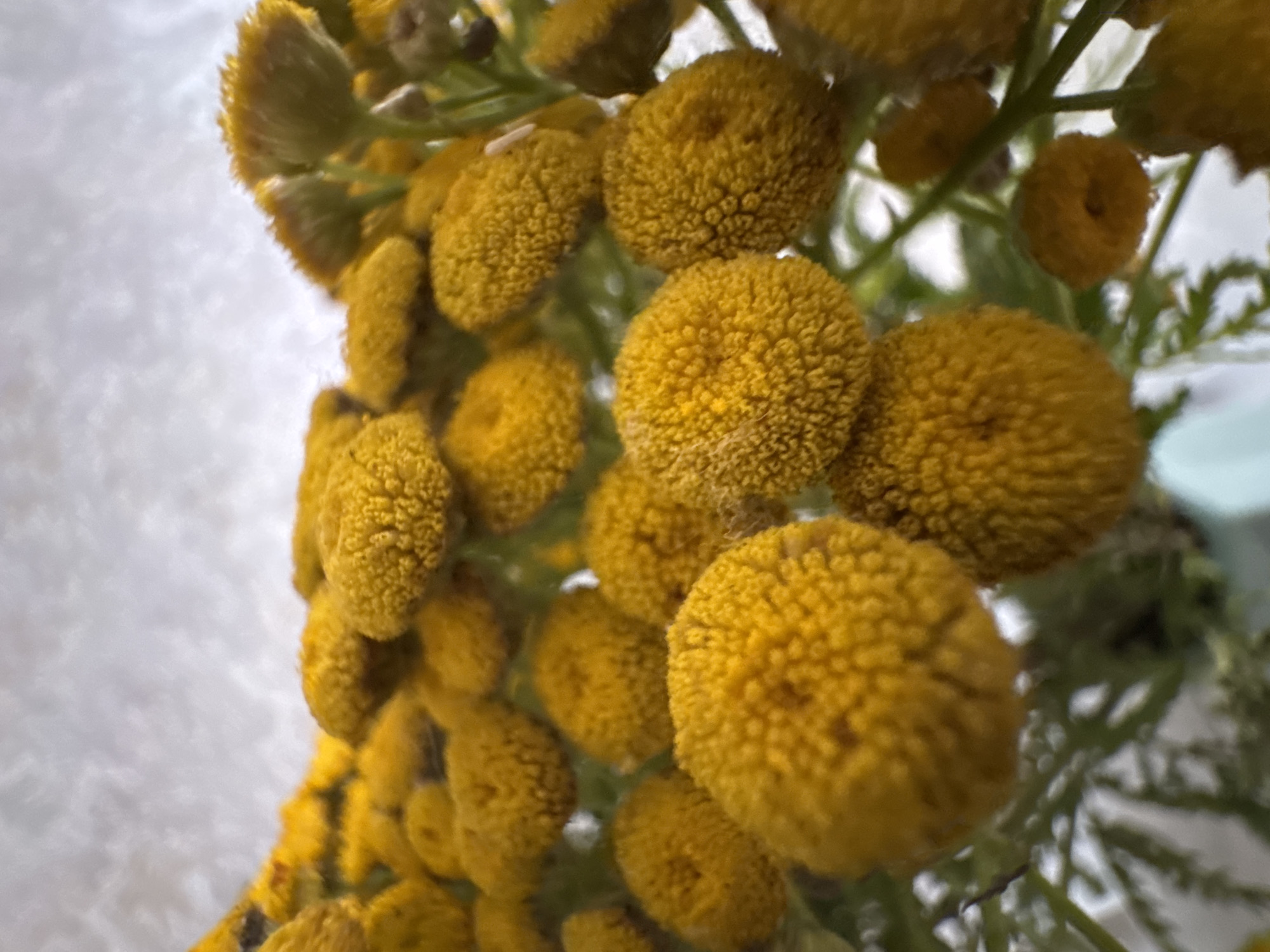 A close-up, low-angle shot captures a bouquet of bright yellow, button-like flowers against a soft, blurred, light-colored background. The flowers are clustered densely, with some in sharp focus and others softly blurred, creating a sense of depth. The petals of the flowers are small and appear textured, forming rounded heads. Green stems and leaves are visible, weaving through the yellow blooms, suggesting a natural setting. The lighting is soft and diffused, highlighting the vibrant color of the flowers. The image was captured in Domodedovo, Russia.