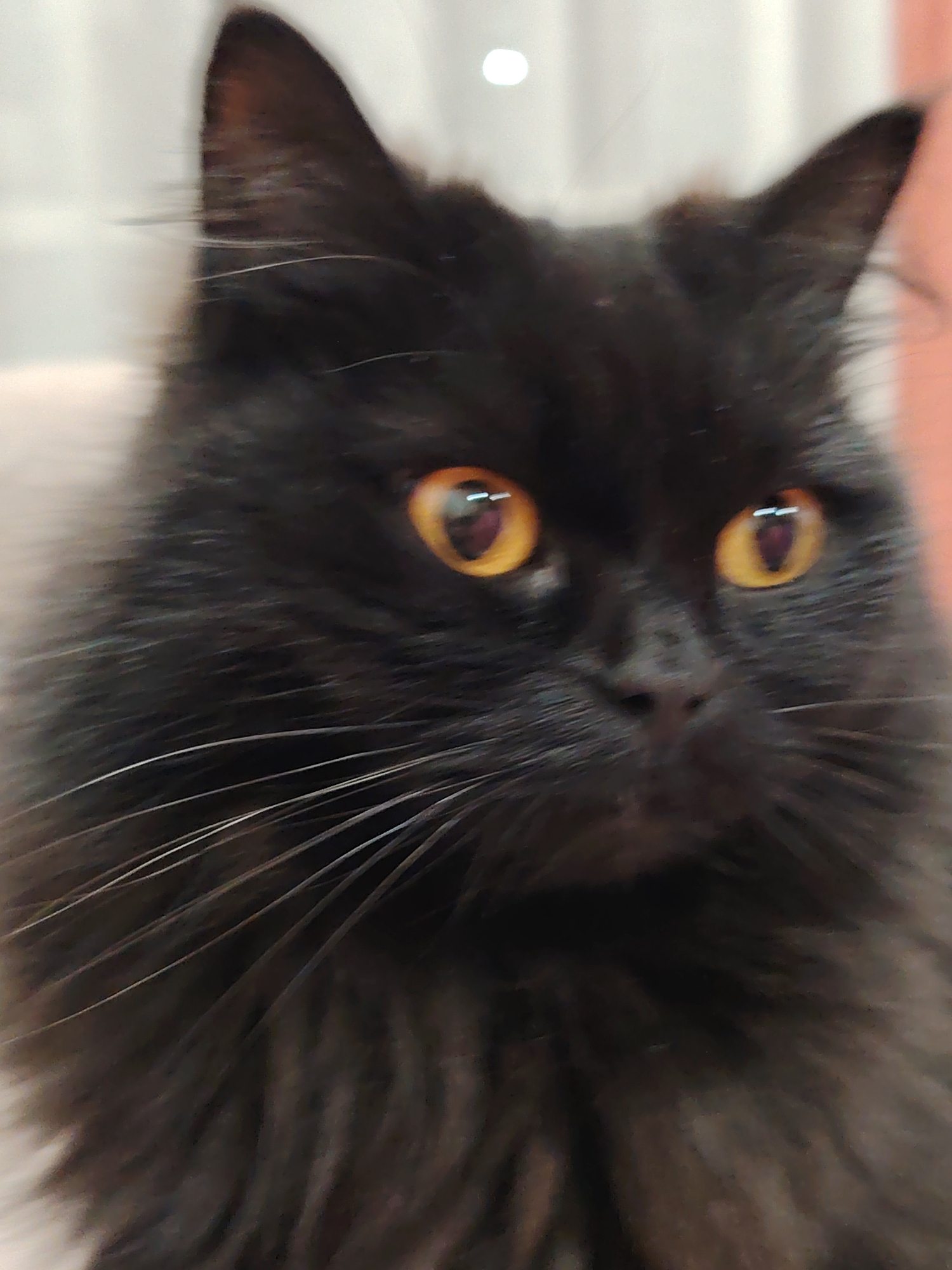 A close-up shot features a black cat with golden eyes. The cat has long, slightly ruffled fur and white whiskers. The background is indistinct, suggesting an indoor setting with curtains.