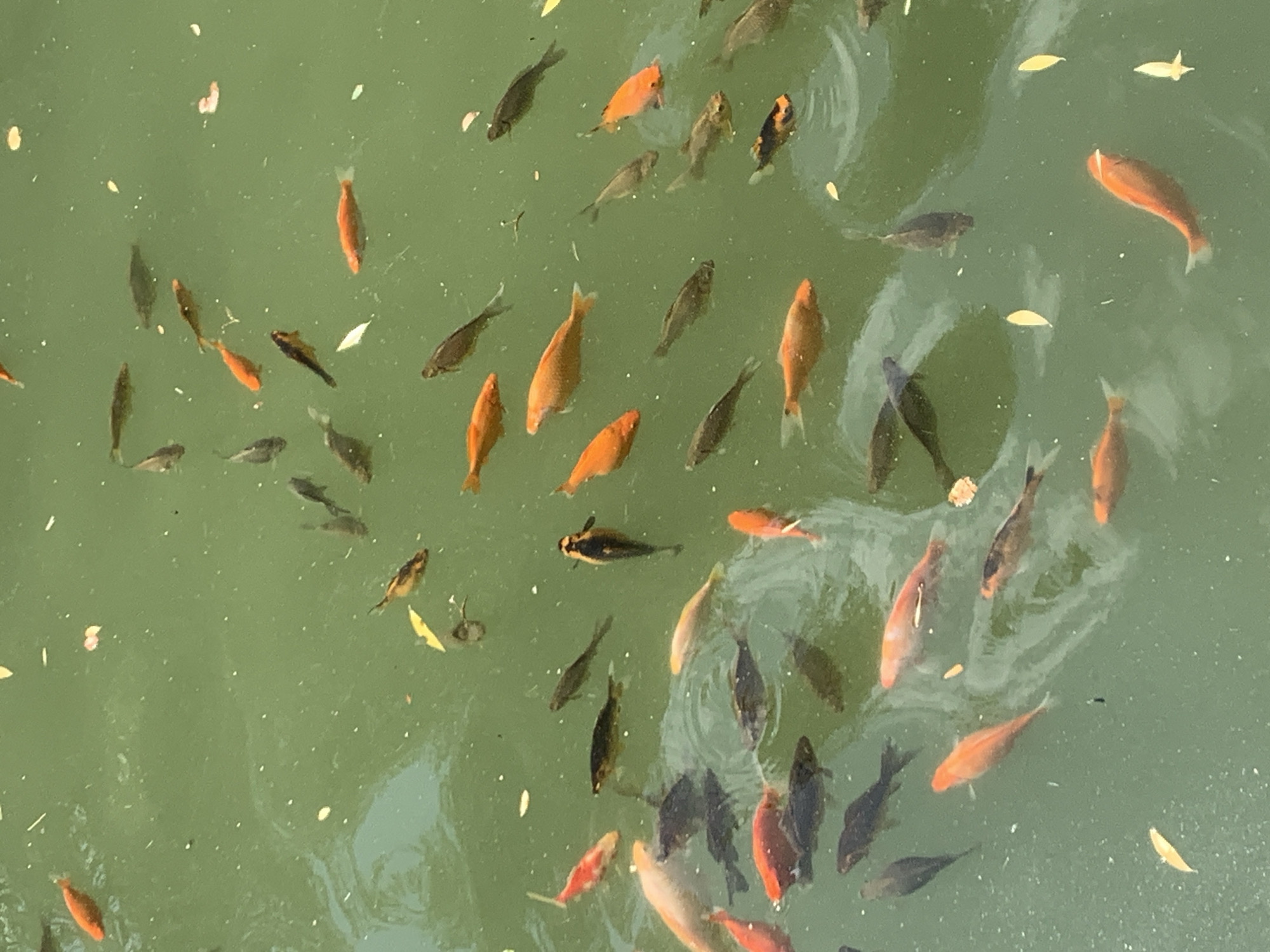 A school of small fish, some orange and some dark, swim in a murky green body of water, possibly a pond or slow-moving river. The water surface is disturbed by ripples and scattered with a few fallen leaves and small white particles. No people are visible in the scene. This image does not provide any information that would allow for identification of the specific location within the city of Lviv, Ukraine.