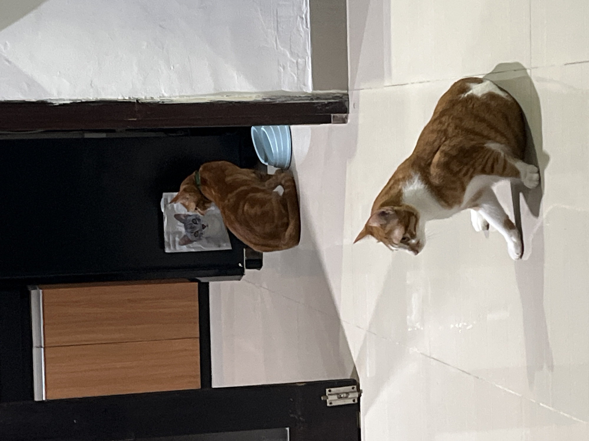 The image shows two domestic shorthair cats in an indoor setting. One is lying curled up under a dark shelf near a blue bowl and a picture with a cat on it. The other is standing on a tiled floor. The environment includes a cupboard. The location is suggested to be in Kuta Selatan, Indonesia.