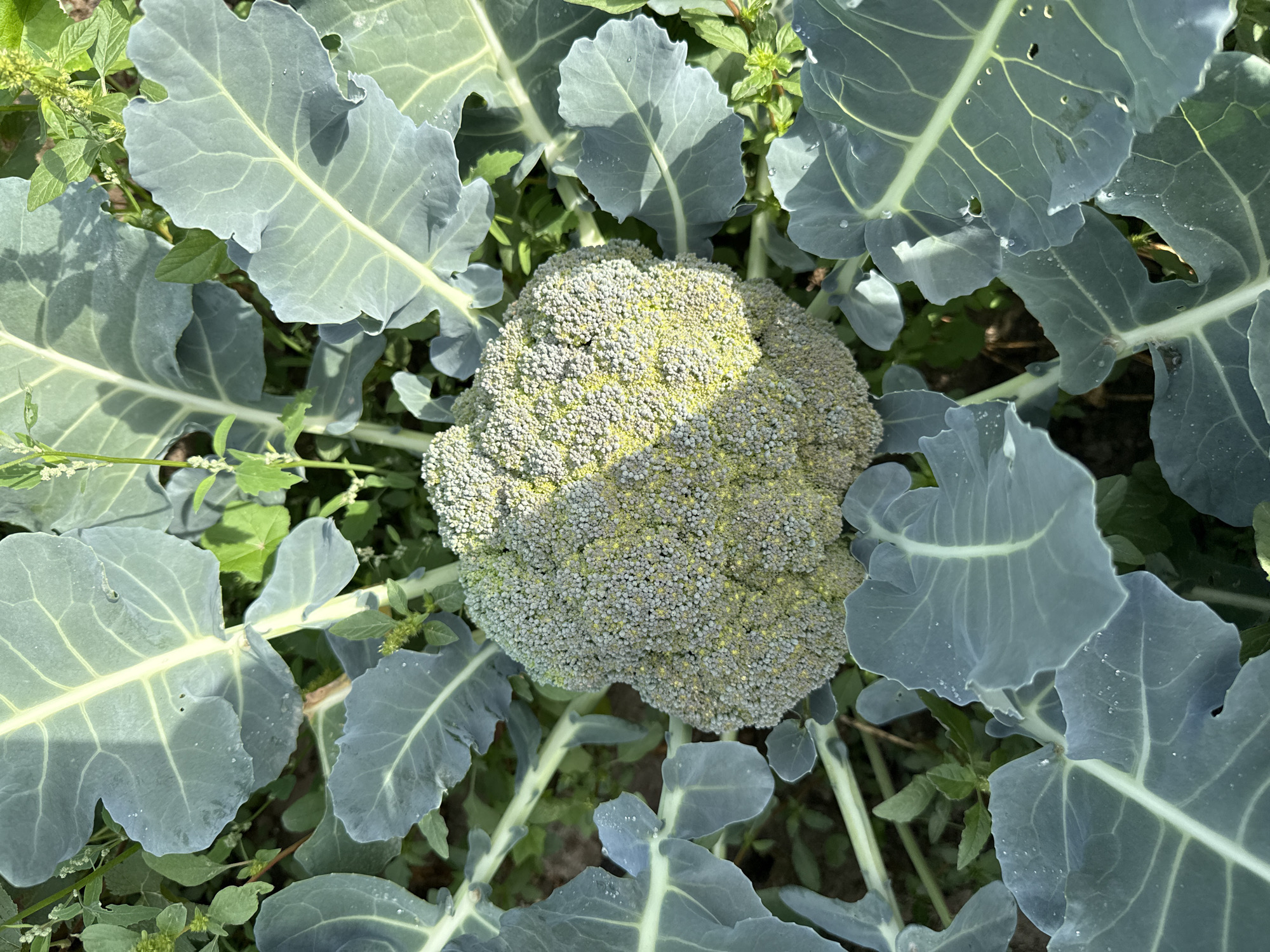 The image shows a close-up view of a head of broccoli growing in a garden. The broccoli head is pale green with yellow florets and is surrounded by large, blue-green leaves. The leaves have a waxy texture and show visible water droplets. Some smaller green plants are growing in the background, and the soil is visible beneath the foliage. The lighting suggests it is daytime, with sunlight casting shadows on the broccoli. The scene is in an outdoor, natural setting within the city of Boru-Bash, Kyrgyzstan. There are no people visible in the image.