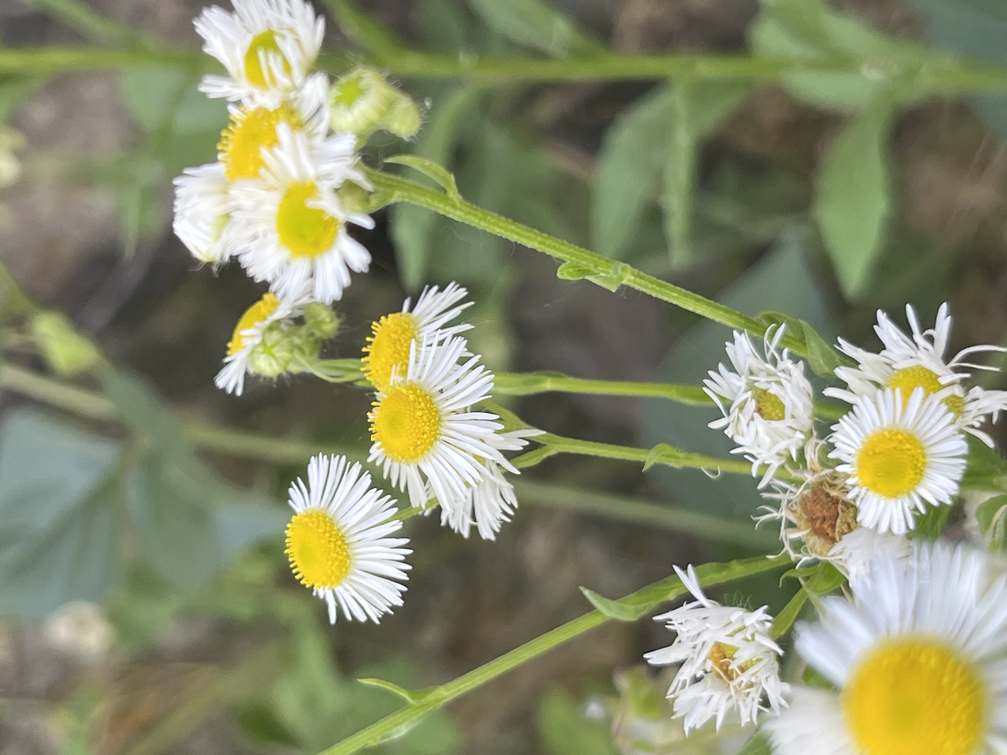 This close-up shot captures a cluster of small white and yellow flowers, likely daisies or a similar wildflower, blooming in a natural setting. The flowers are arranged on thin green stems, with some still in bud form and others fully open. The petals of the open flowers are delicate and white, surrounding bright yellow centers. A few blurry green leaves and stems are visible in the background, suggesting an outdoor environment. The lighting is soft and diffused, indicating it could be a cloudy day or late afternoon. The image is shot from a slightly elevated perspective, looking down onto the flowers. There is no text visible in the image. The context provided places the scene in Dnipro, Ukraine.