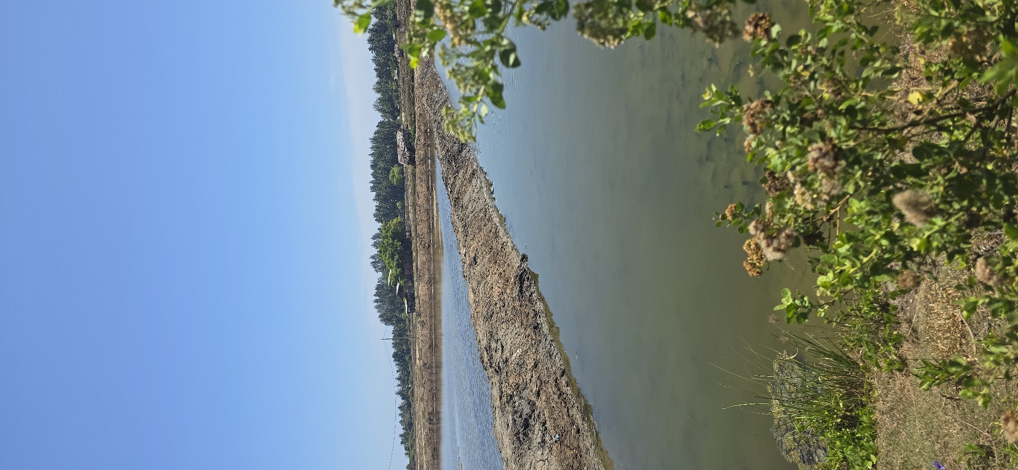 This is a vertical, medium shot photograph taken outdoors on a sunny day, depicting a salt farm in Kutaglumpang, Indonesia. The sky is a clear, bright blue, occupying the top third of the frame. Below the sky, a wide expanse of calm water, reflecting the blue of the sky, fills the majority of the image.
The water is divided by raised earthen berms, a characteristic of salt farm construction. The berms are brown and appear dry, with some vegetation growing on them, particularly on the one closer to the foreground. The water itself is a murky green, with some darker patches visible beneath the surface, possibly indicating the presence of salt crystals or aquatic life.
In the middle ground, beyond the water and berms, a treeline of dark green vegetation is visible. Scattered within this treeline are several small, rustic structures, likely dwellings or storage sheds associated with the salt farm. These buildings have simple, weathered appearances.
The foreground of the image is dominated by the edge of the salt farm and the surrounding landscape. On the left, there is dry, yellowish-brown grass and some sparse green vegetation. In the lower right corner, a flowering bush with small, light brown, fluffy seed heads and green leaves partially obscures the view of the water, adding a natural, organic element to the scene. There are no people visible in the image. The overall impression is one of a functional, rural agricultural landscape under a bright, clear sky.