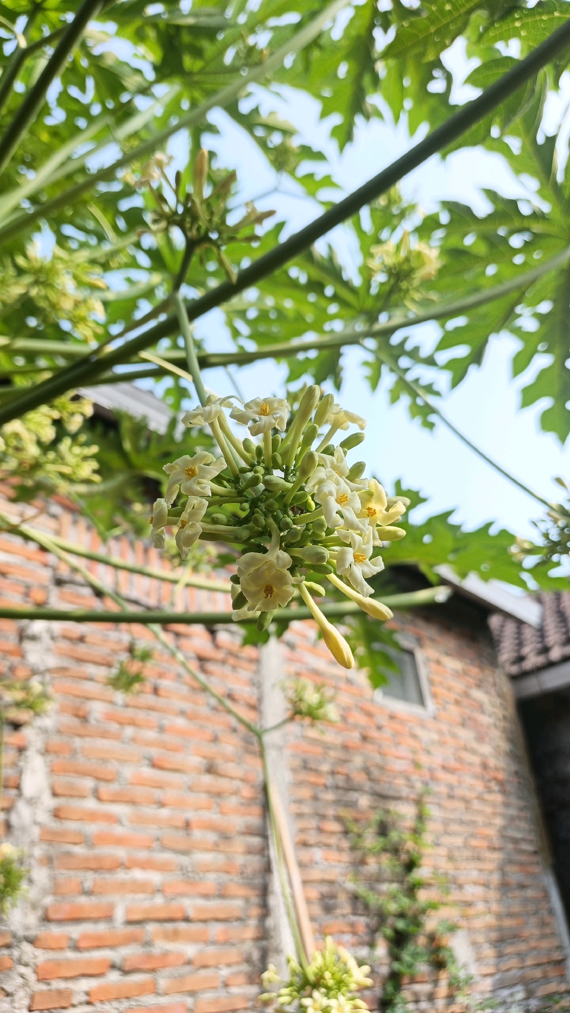 A cluster of small, pale yellow papaya flowers hangs from a green stalk against a background of green papaya leaves and a brick wall. The flowers are clustered together, with some petals unfurled and others still in bud. A few yellow, elongated buds hang from the bottom of the cluster. The leaves of the papaya plant are large and deeply lobed, with visible veins. The brick wall is made of reddish-brown bricks and appears to be part of a building in Semarang, Indonesia. A light blue sky is visible through the leaves. The overall scene suggests a warm, sunny day.