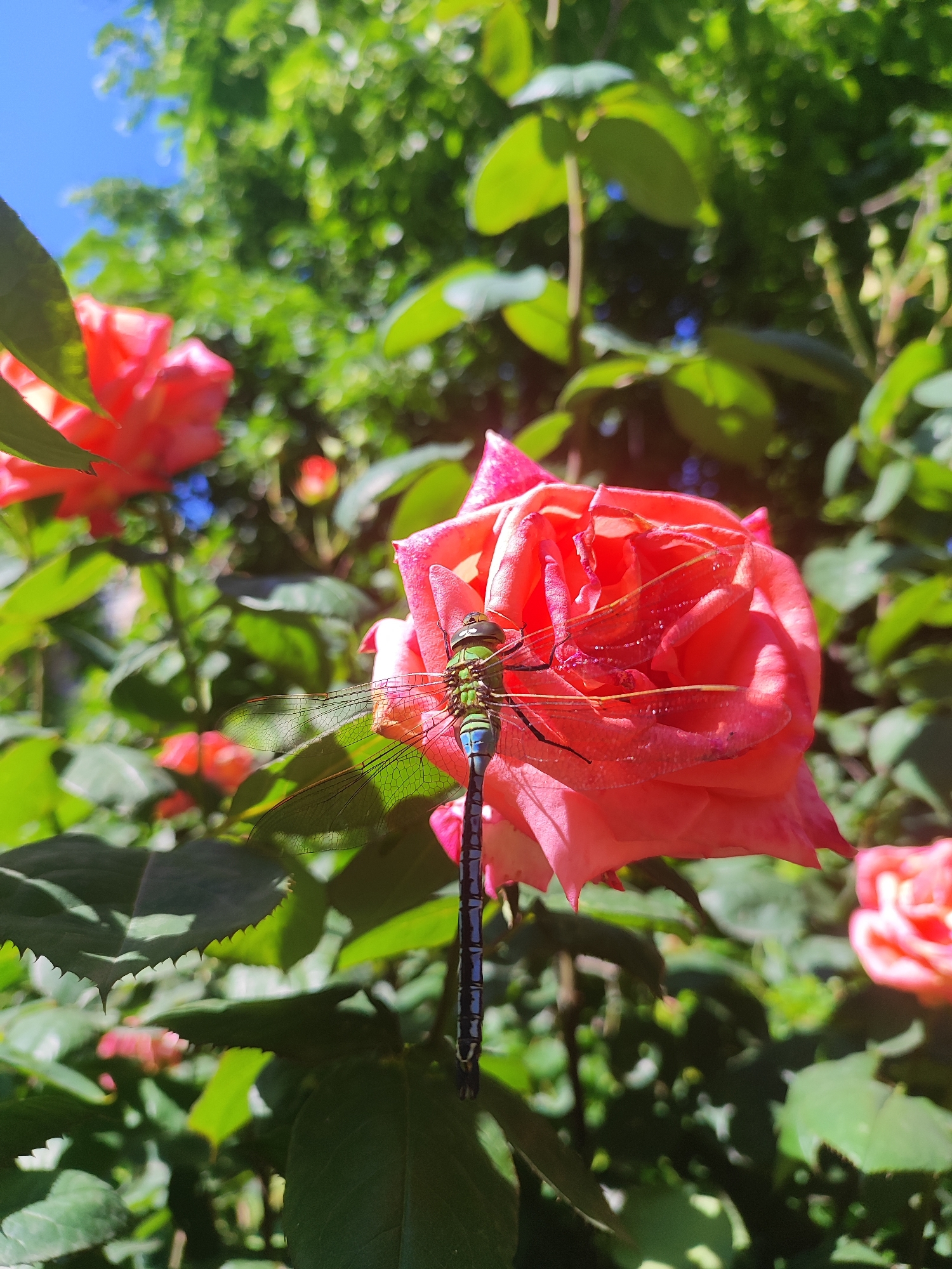 A close-up shot shows a dragonfly perched on a pink rose, surrounded by greenery and other roses. The dragonfly has a green thorax, blue abdomen, and translucent wings. The rose is pink with ruffled petals. The background includes foliage and a glimpse of blue sky. The image was taken in the city of Krasnodar, Russia.