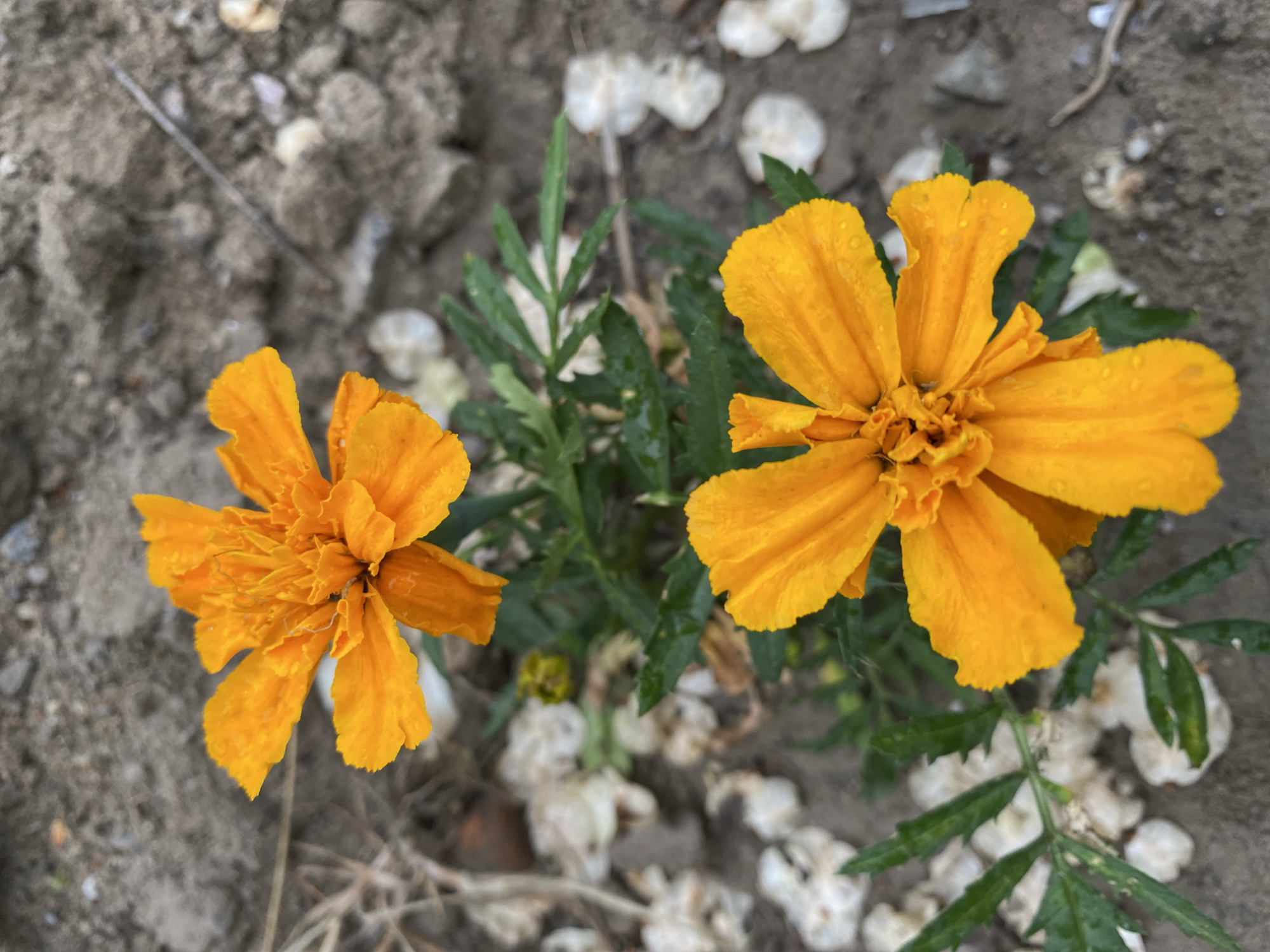 The image shows two orange marigold flowers in a garden setting. The soil is visible, and there are some small white petals or seed heads scattered around the flowers. The location is Dnipro, Ukraine.