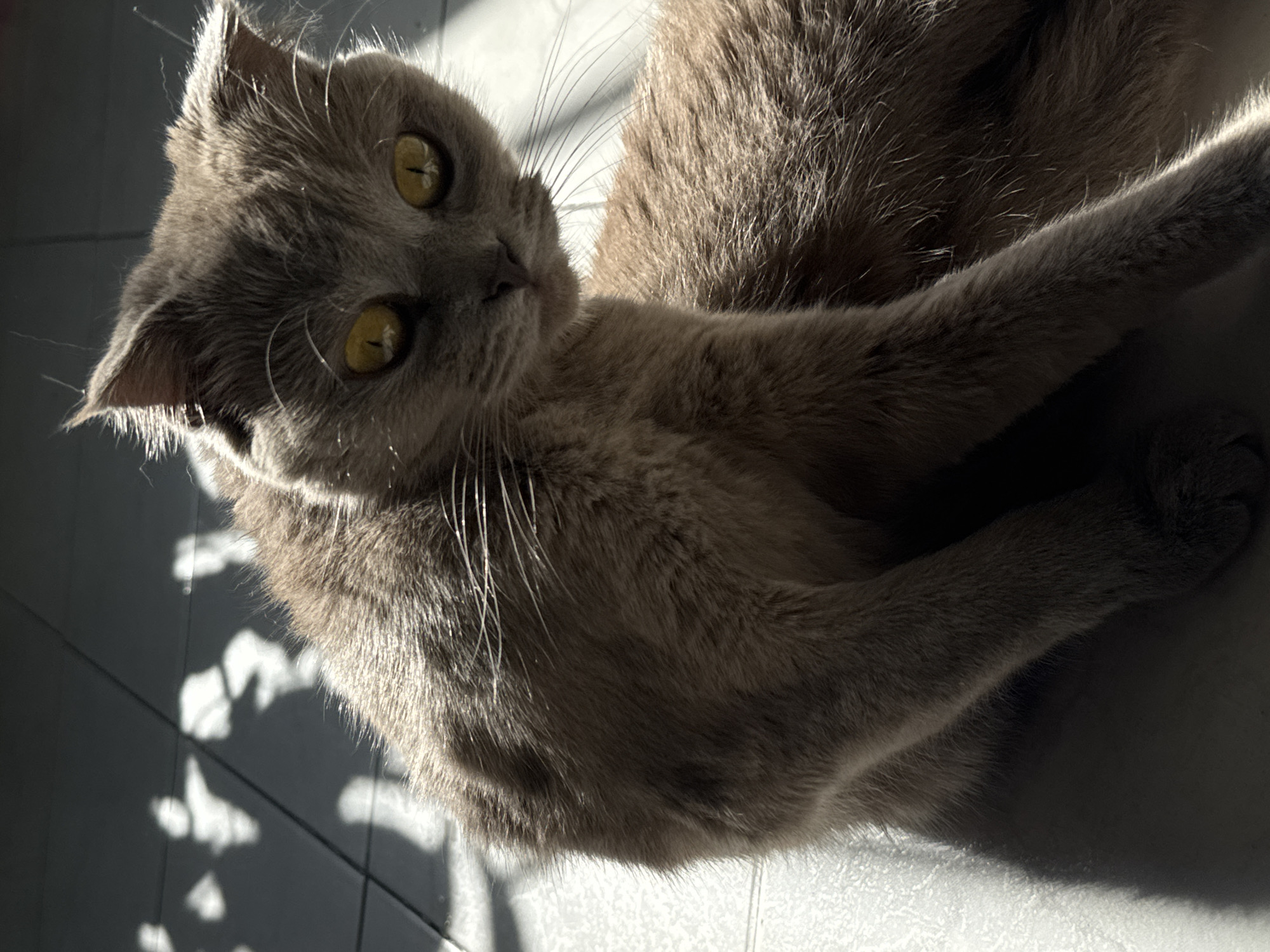 A medium close-up, diagonally oriented shot features a grey cat lying on a light-colored tiled floor, dramatically illuminated by strong natural sunlight. The cat, which appears to be a British Shorthair or a similar breed, has dense, short grey fur that takes on a lavender hue in the direct light, and piercing bright yellow eyes. Its gaze is directed towards the viewer, conveying an expression of curiosity and alertness. Its prominent white whiskers are clearly visible, catching the light.
The sun casts sharp, intricate shadows across the tiled floor, resembling abstract patterns of leaves or branches, suggesting light filtering through an external object like a tree or blinds outside a window. These shadows create a stark contrast with the brightly lit sections of the floor and the cat's fur, particularly around its head and shoulders. A significant portion of the cat's body is enveloped in shadow, accentuating the dramatic effect of the lighting. One of its front paws is extended forward. The background is dark and out of focus, maintaining the focus on the feline subject. The scene takes place indoors, indicated by the tiled floor, and appears to be during the daytime due to the direct sunlight. The location is Yerevan, Armenia. There is no visible text in the image.
