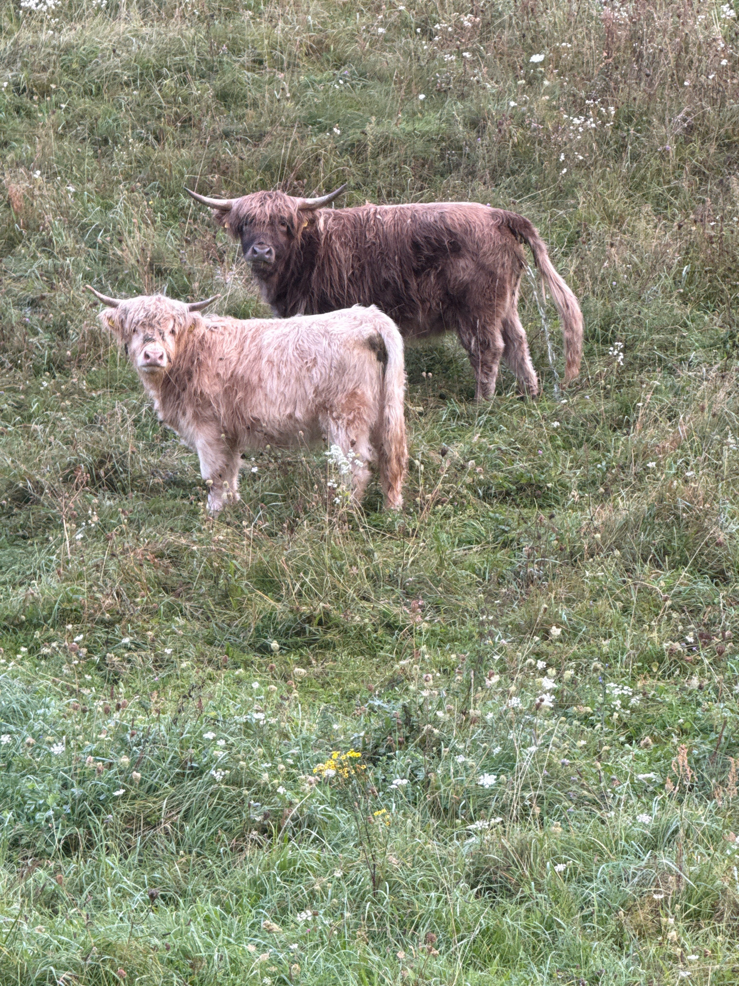 In a grassy field in Aukštieji Rusokai, Lithuania, two Highland cattle stand amidst tall, green grass dotted with small white and yellow wildflowers. The cow in the foreground is a light tan color, with long, shaggy fur and prominent horns. The cow in the background is a darker brown, also with shaggy fur and horns, and appears to be urinating. The overall impression is of a peaceful, rural setting.