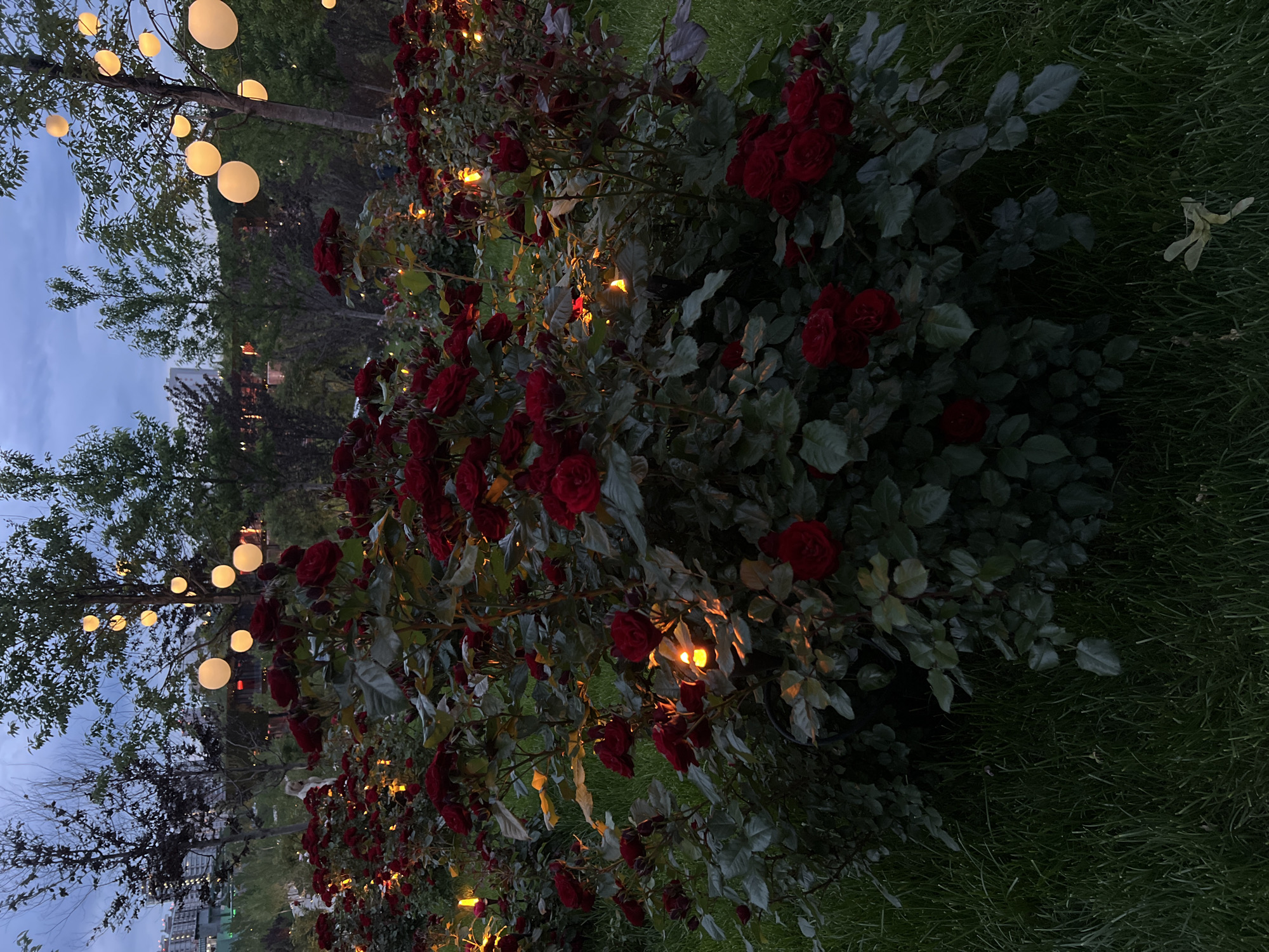 The image captures an evening scene in a garden, likely in Krasnodar, Russia, at dusk or early night. A prominent, dense bush of dark red roses fills a significant portion of the foreground and mid-ground. Numerous red rose blossoms are visible, interspersed with deep green leaves. Small, warm-toned artificial lights are subtly embedded within the rose bush, casting a soft, golden glow that highlights the flowers and foliage.
In the background, tall trees with dark green leaves stand against a twilight sky, which transitions from a light blue-grey at the top to darker hues lower down. Several large, spherical, white orbs, acting as decorative hanging lights, are suspended from the branches of these trees, emitting a soft, diffused light that adds to the ambient glow. Through the gaps in the trees, distant buildings or structures can be faintly discerned.
The ground is covered with dark green grass, appearing lush in the dim light. The overall lighting conditions suggest that the artificial lights are the primary source of illumination, creating a tranquil and possibly romantic atmosphere. No people or visible text are present in the image.
