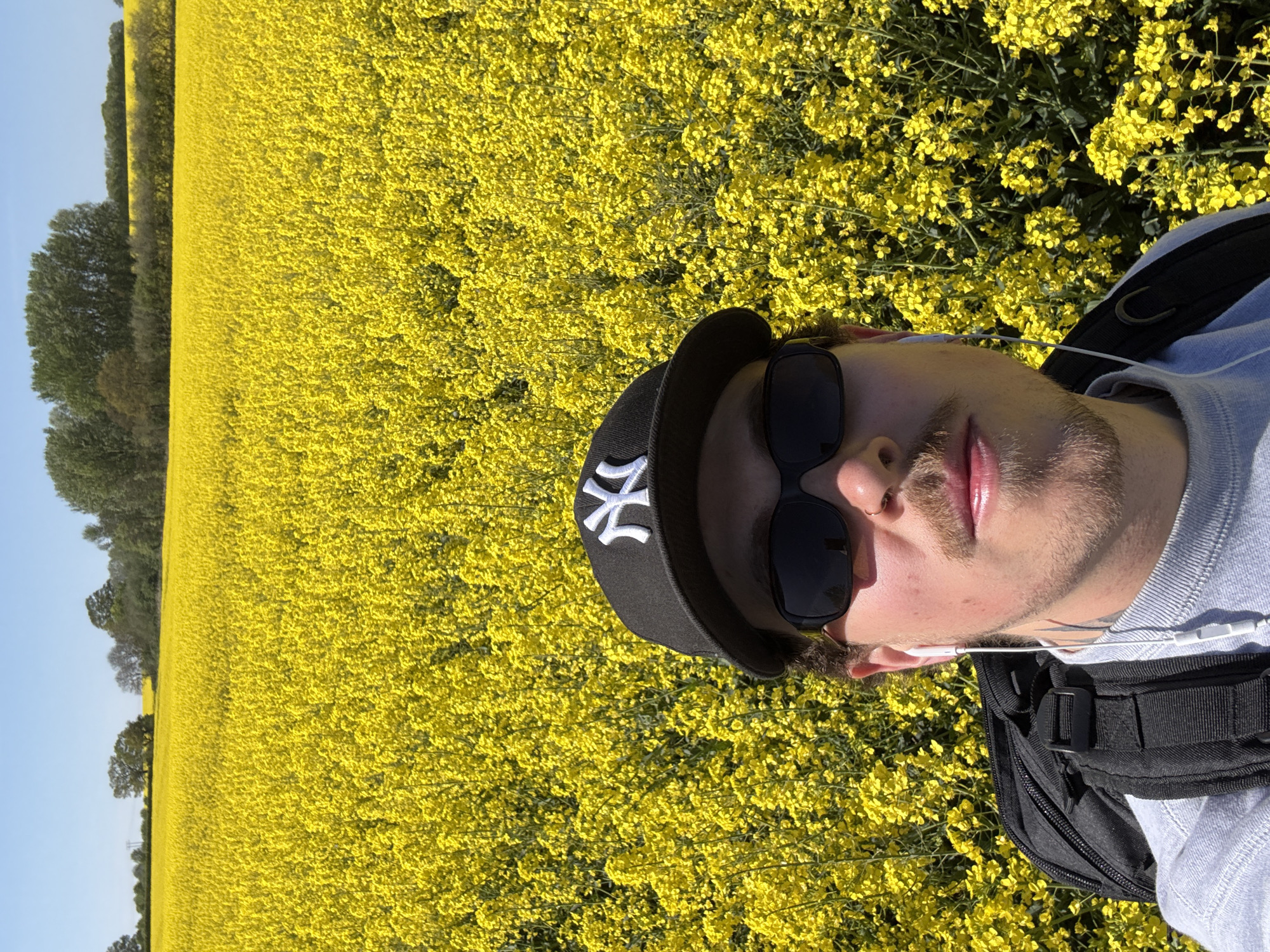 A medium shot shows a man from the chest up, taking a selfie in a field of yellow flowers. The location is plausibly in North Hertfordshire, United Kingdom, given the landscape and time of year.
The man is wearing a grey long-sleeved shirt, a black backpack, black sunglasses, and a black baseball cap with a white "NY" logo. He has a trimmed beard and mustache. White earbud headphones are visible. The field of flowers stretches into the distance, with a line of trees visible in the far left. The sky is clear and blue.