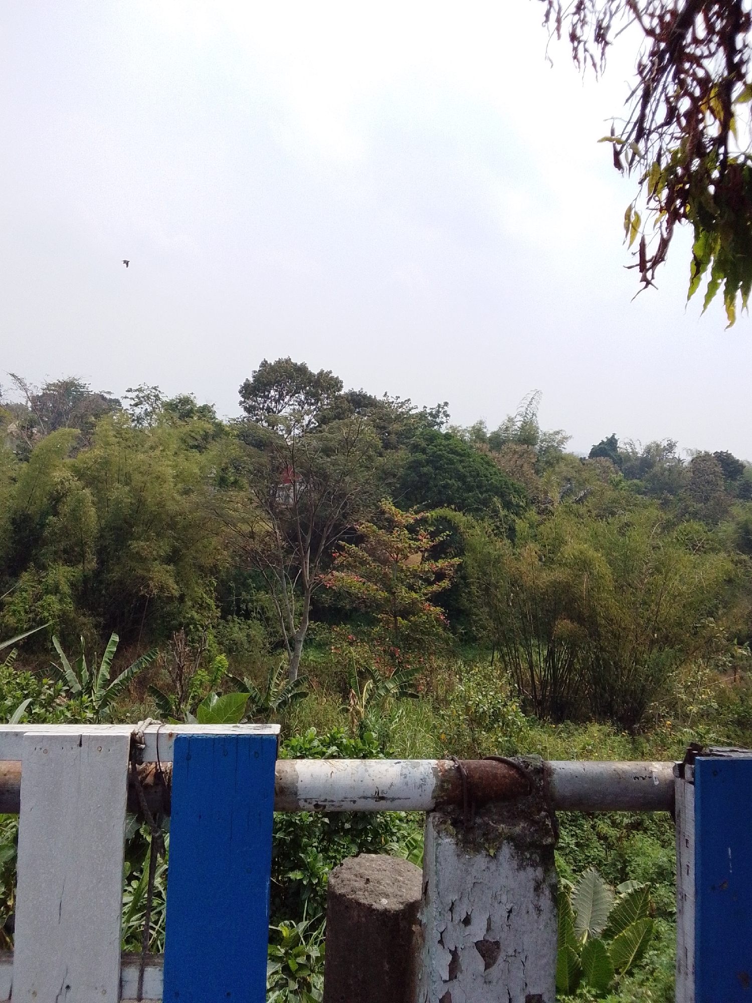 The image shows a view of lush green vegetation, likely a hillside covered in trees and bamboo. In the foreground, there is a weathered railing made of metal pipe and wooden posts, some painted white and blue, showing signs of age and peeling paint. A small bird is visible in flight in the overcast sky. The scene suggests a natural, possibly rural or semi-urban environment, such as could be found on the outskirts of Malang, Indonesia, given its hilly terrain and abundant greenery.