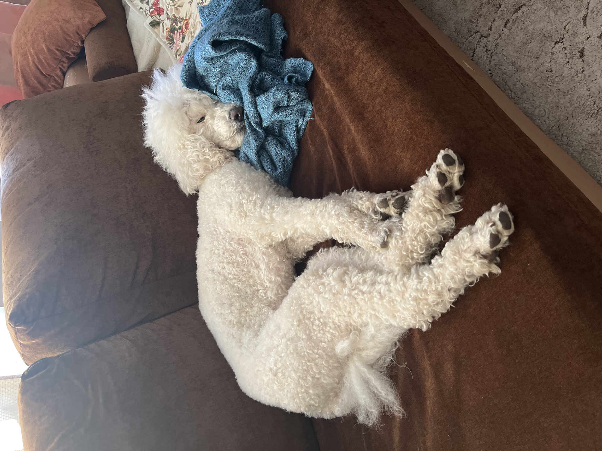 A white poodle is sleeping on a brown couch with a blue blanket. The poodle is curled up in a crescent shape with its paws crossed. The location is not indicated in the image.