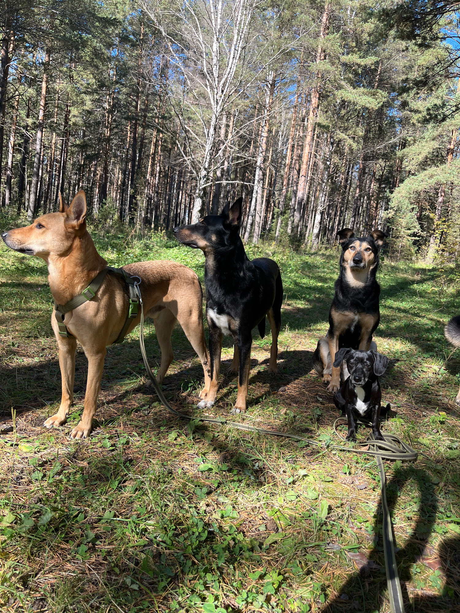 Four dogs are in a forest clearing. A tan-colored dog with a green harness stands on the left, facing left. To its right, a black and tan dog stands facing right. In the center, another black and tan dog is sitting, looking forward. In front of it, a small black and white dog is sitting and looking forward. The ground is covered in grass, pine needles, and some scattered leaves. The background consists of tall pine trees with a few birch trees. The scene appears to be in a natural setting, possibly a park or forest area.