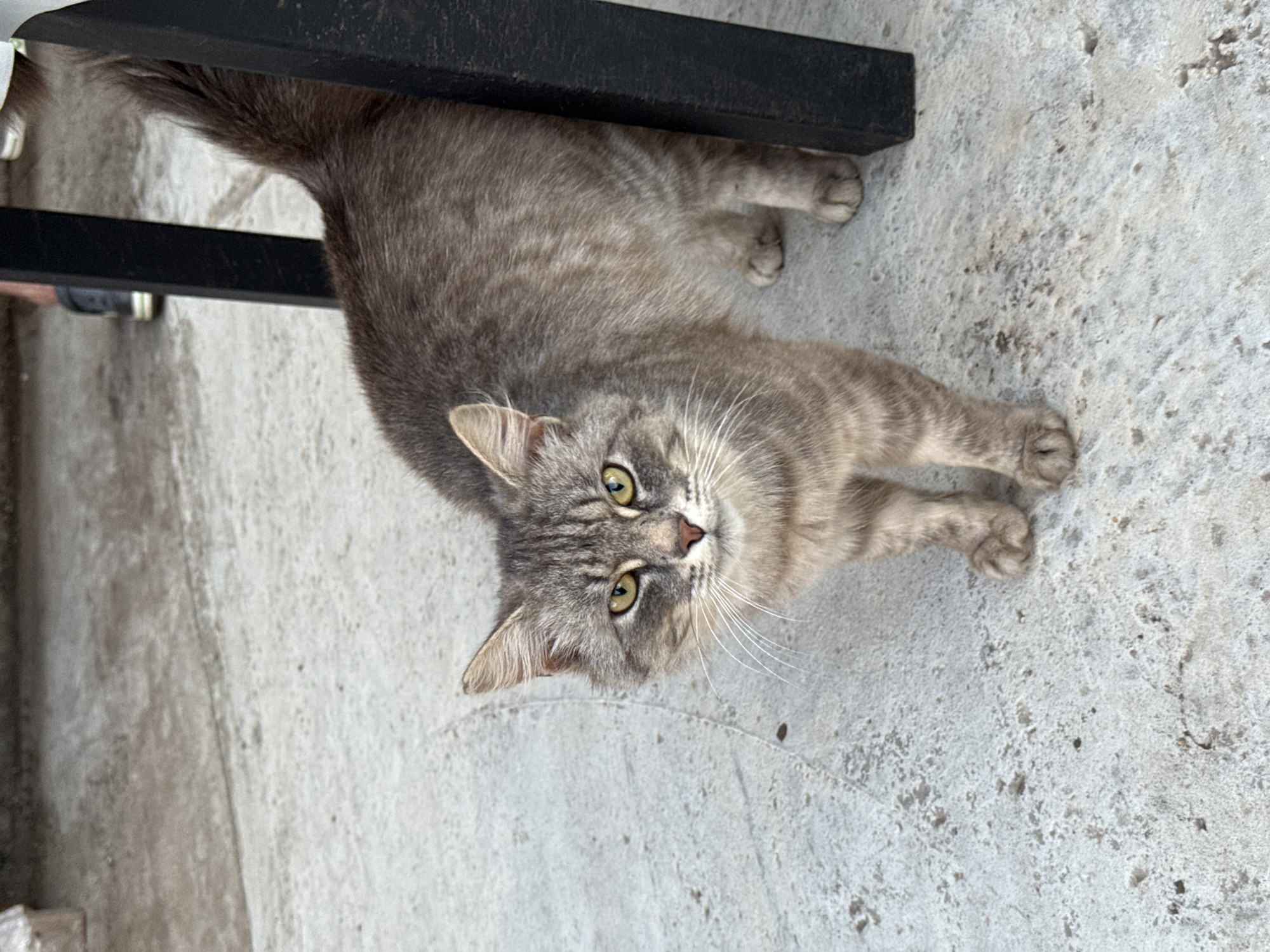 A gray tabby cat is lying on a concrete surface. The cat is positioned near a dark-colored object that appears to be part of a table or other structure. The cat is looking upward with its yellow-green eyes. The concrete surface is textured. The photo appears to be taken in an outdoor location. There is no indication of this image being in or near the city of Chaikovsky, Russia.