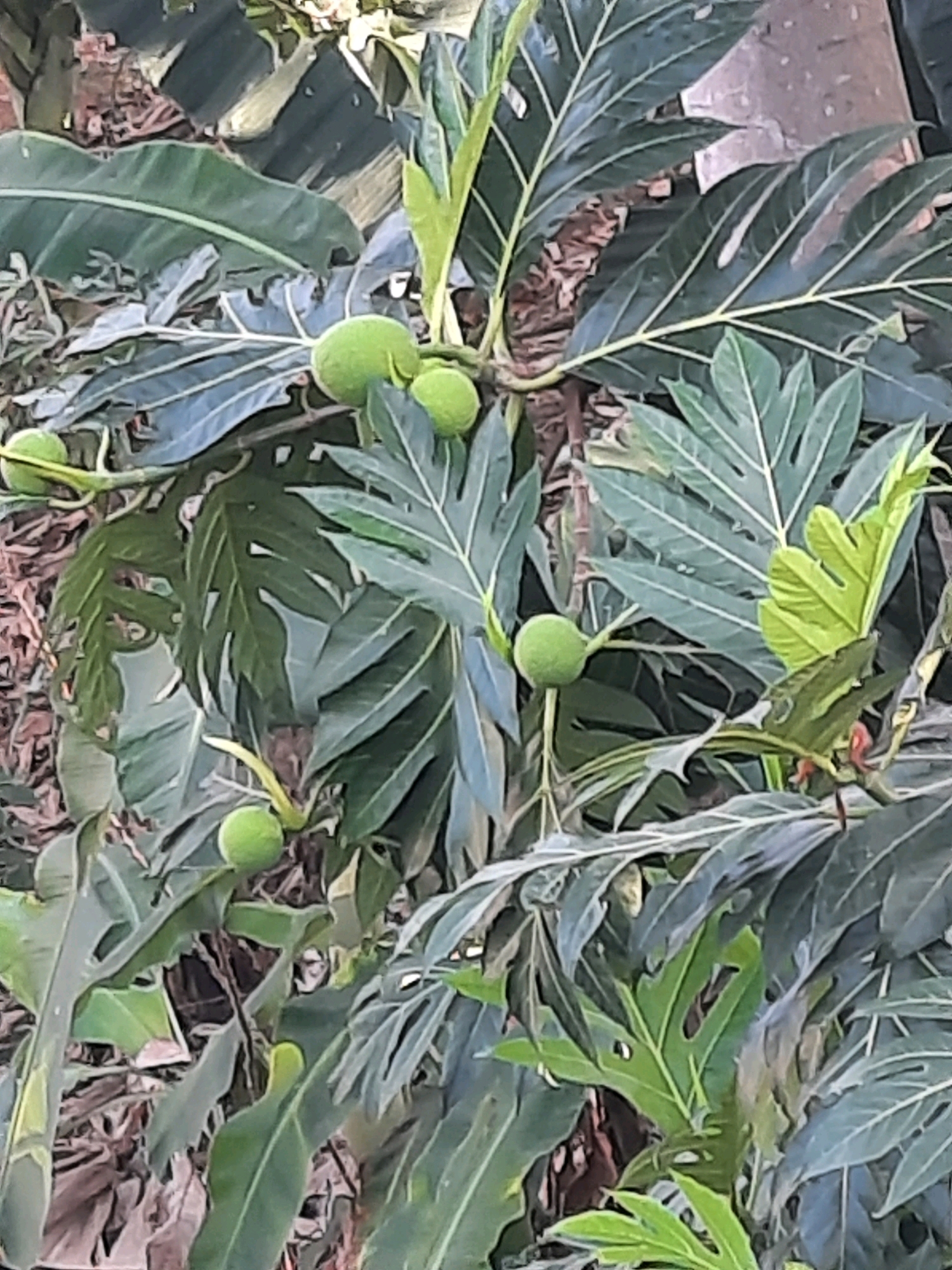 A cluster of green, round fruits hangs from the branches of a large leafy plant, likely a breadfruit tree. The leaves are large and lobed, with prominent veins. The fruits vary in size, with some appearing to be newly formed and small, while others are larger and more mature. The background is filled with more foliage and some dry, brown organic material, possibly fallen leaves or bark. The scene is outdoors, and the lighting suggests it is daytime. The location is the city of Babakan Madang, Indonesia, a region known for its lush tropical vegetation.