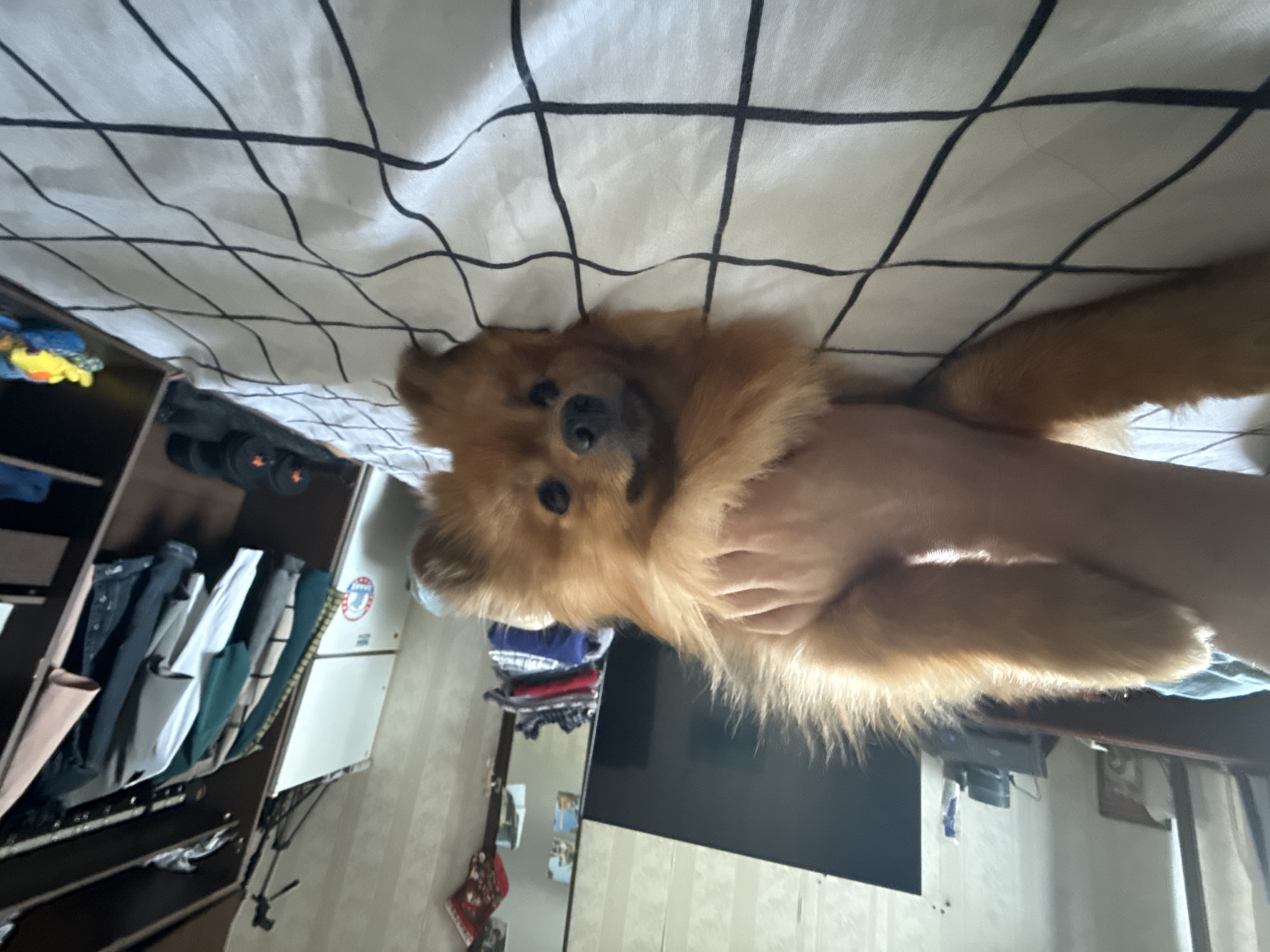 A ginger-colored Pomeranian dog is lying on a bed with a black and white checkered comforter. The dog is looking towards the camera with its head resting on its paws. A person's hand is visible on the dog's back. In the background, there is a large television screen, a closet with clothes hanging inside, and some stacked items on a shelf. The scene appears to be indoors in a bedroom.