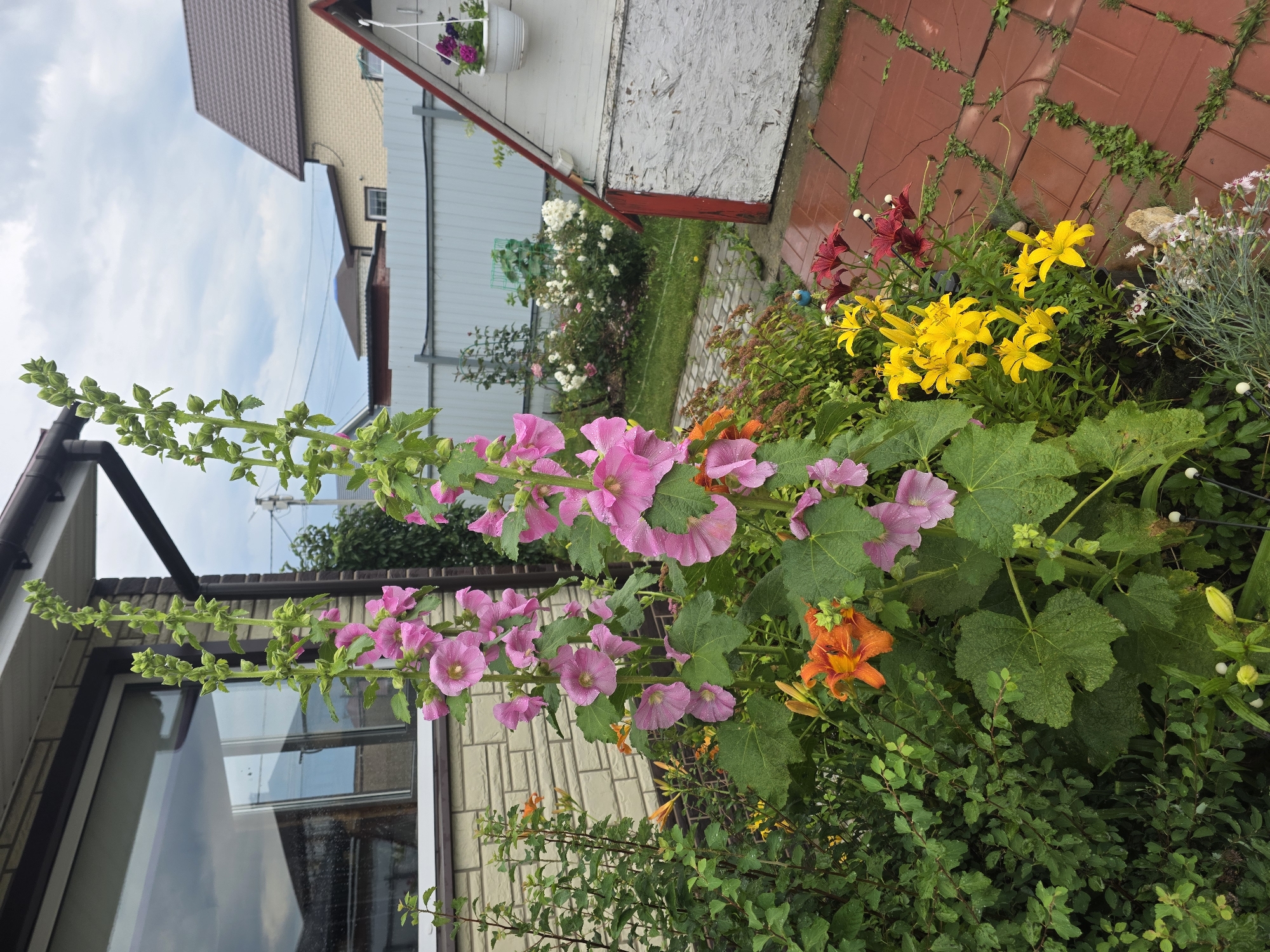This image depicts a close-up view of a garden in the city of Provodník, Russia. The foreground is dominated by tall, pink hollyhock flowers with large green leaves, interspersed with bright orange daylilies and yellow lilies. A small bush with green foliage is visible to the left. In the background, a light-colored building with a brown roof is partially visible, along with a light gray fence and other houses. A white structure with a red-trimmed roof is on the right side of the image. The ground is covered with red paving stones, and there is a lawn in the distance. The sky is overcast.