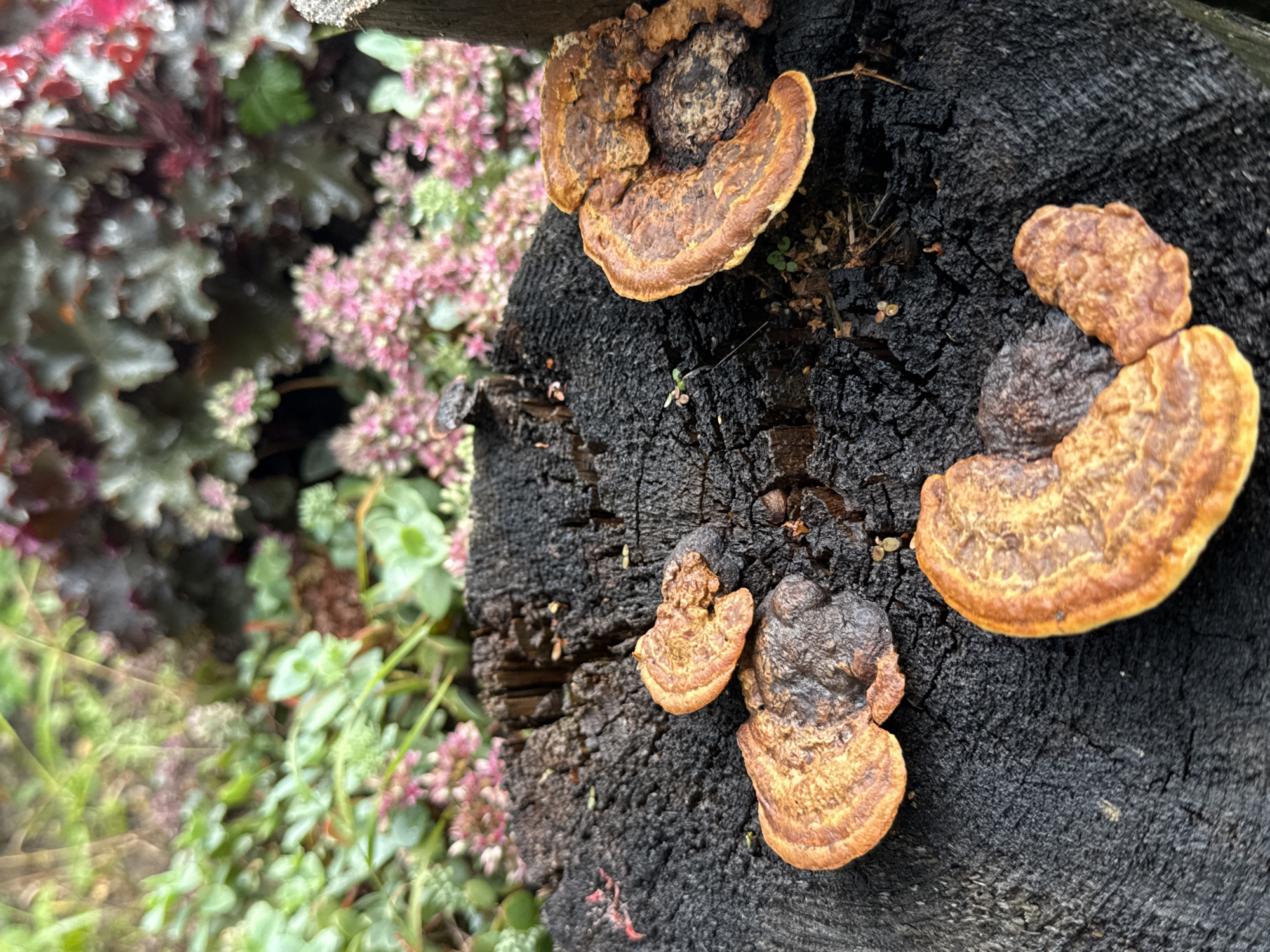 A close-up, slightly overhead shot captures a charred tree stump with several shelf fungi growing on its surface. The stump is dark and textured, showing the growth rings of the wood. The fungi are various shades of brown and orange, with some exhibiting layered patterns. In the background, out of focus, are green and pink plants. The scene is set in an outdoor environment. No specific location in Kremenkul', Russia, is identifiable from the image.