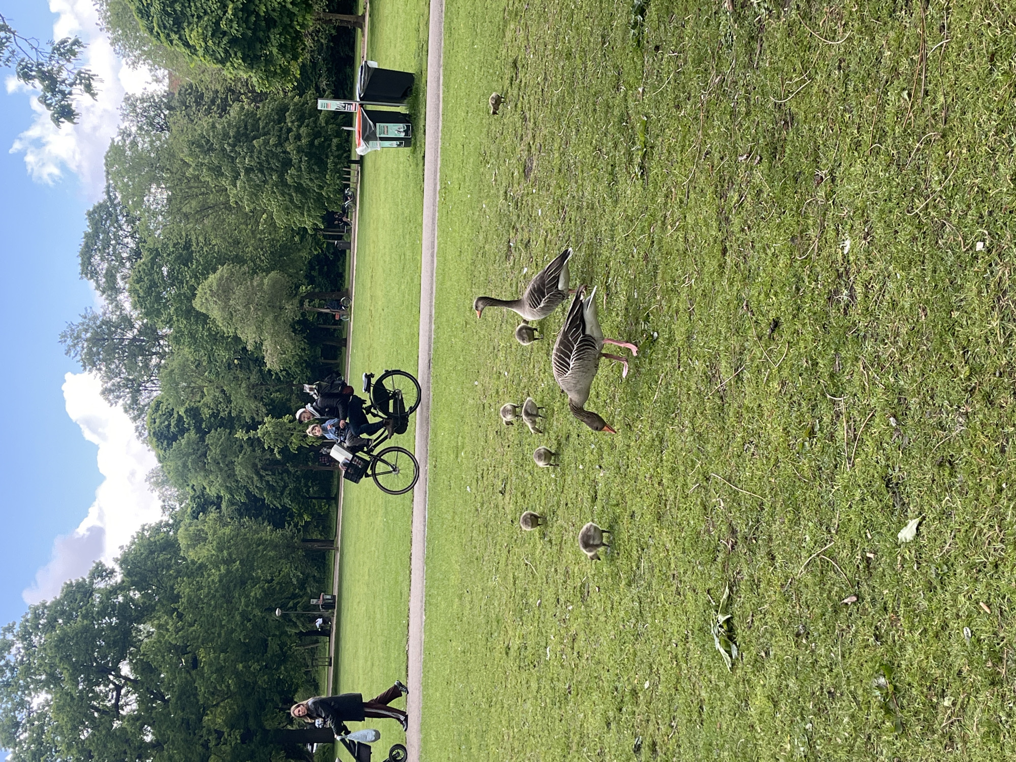The image depicts a scene in a park, likely in Amsterdam, Netherlands, given the presence of a cargo bike and the overall environment. Two adult geese and several goslings are foraging on a grassy field. A group of people is riding a cargo bike in the background along a paved path bordering the grass. A person is walking a stroller on the other side of the path. Trees line the perimeter of the park, and the sky is partly cloudy. There are trash cans visible in the background. The overall environment suggests a well-maintained public park.