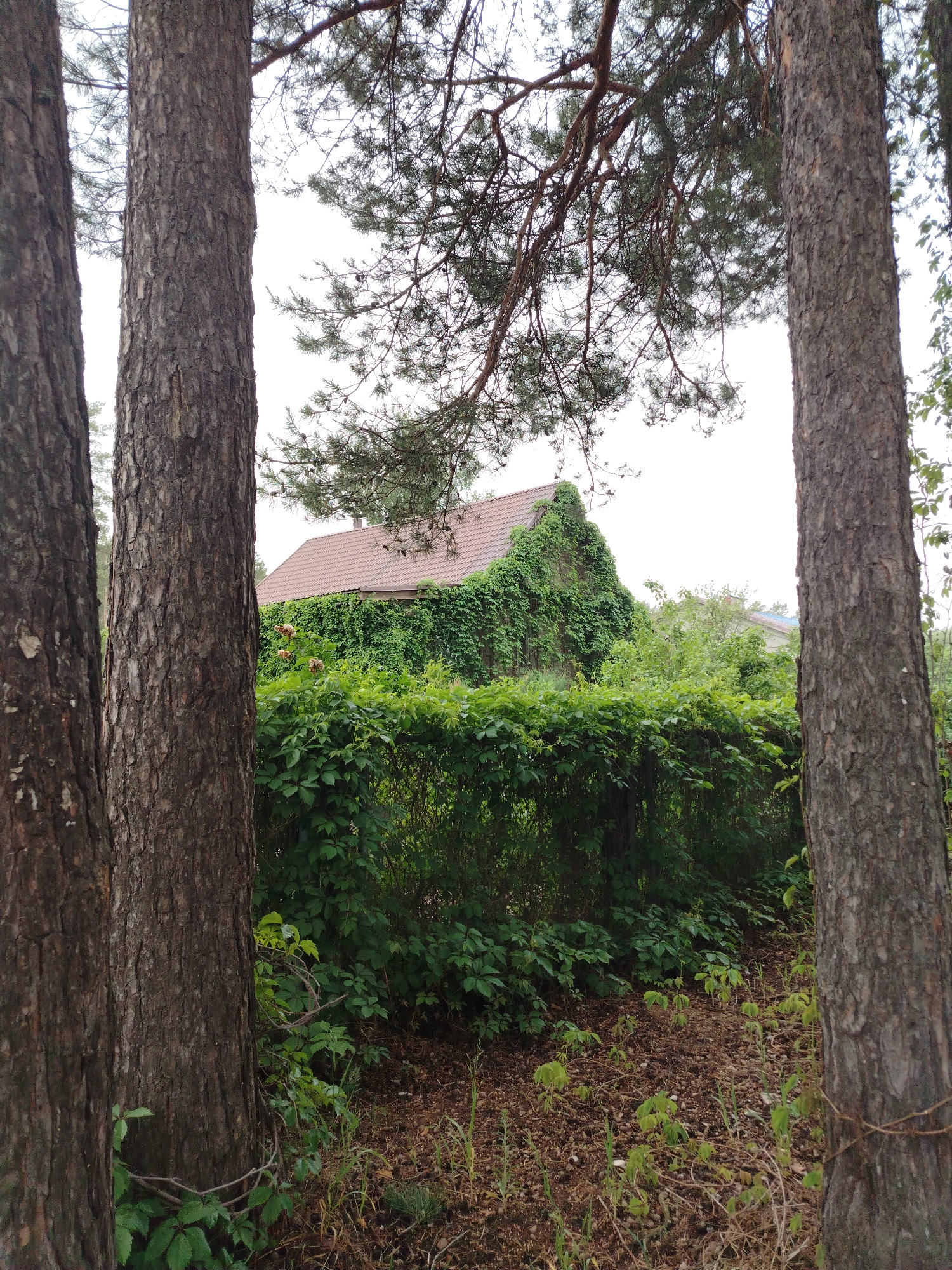 The image shows a view from a wooded area towards a building almost entirely covered in green foliage. The building's red-tiled roof is visible above the vines, suggesting a single-story structure. In the foreground, three tree trunks frame the scene. The ground is covered with fallen leaves, small plants, and sparse vegetation. The location is identified as Noviy, Russia. There are no people visible in the image.