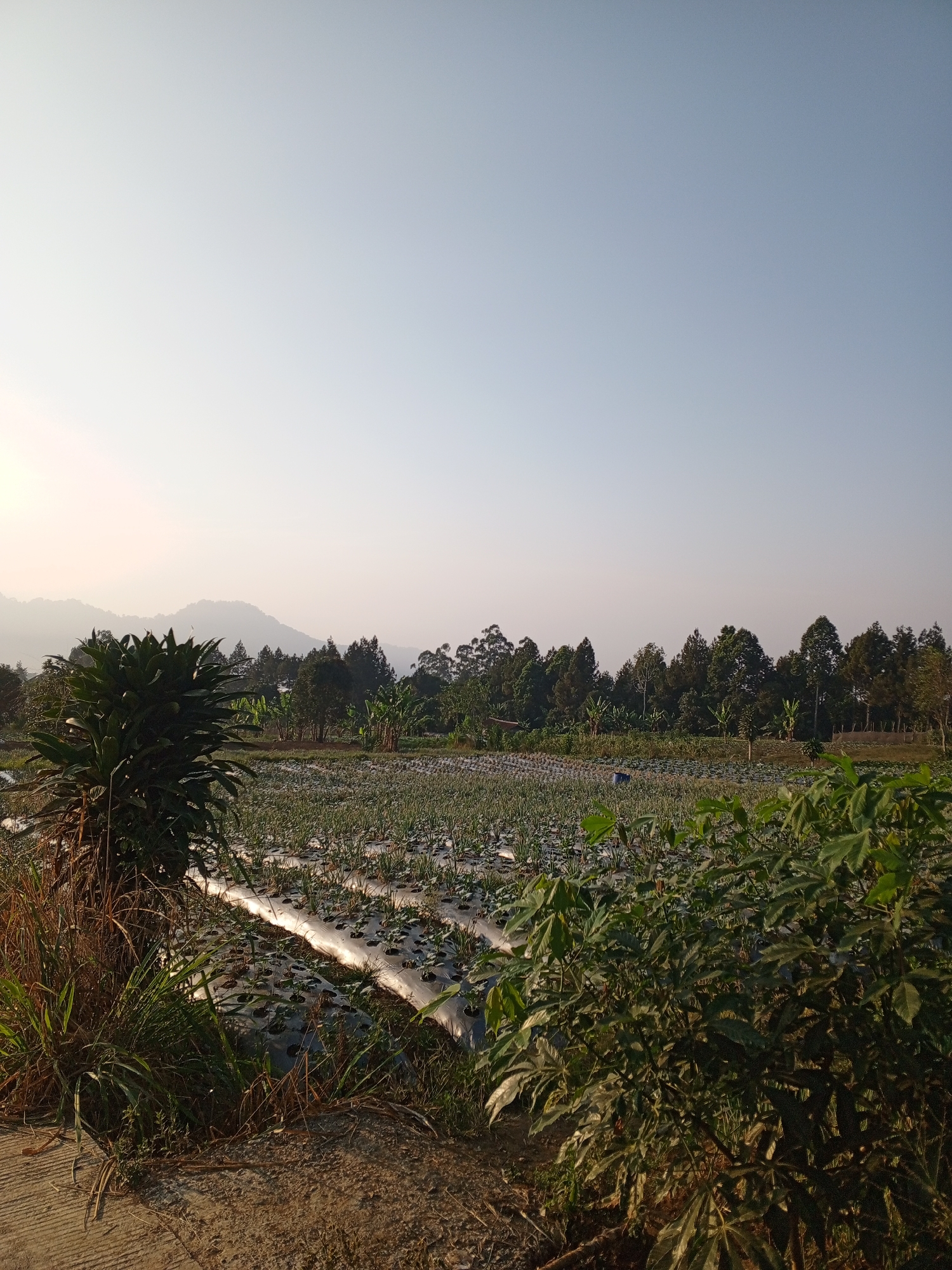 The image captures a rural agricultural landscape under a clear, pale sky, likely at sunrise or sunset, casting a soft, diffused light. In the foreground, the ground is a mix of dry earth and a paved or concrete surface, with tall, dry grass and a leafy green plant obscuring parts of the view. A row of what appears to be crops is visible in the midground, planted in raised beds covered with white plastic sheeting, suggesting a cultivated field. These crops are small and uniform in appearance. Behind the field, a dense line of trees forms a natural border, with some taller, conical trees interspersed among broader-leafed ones. In the distance, a hazy mountain range rises against the sky. A dark blue barrel is visible amongst the crops. The overall impression is one of serene rural life and agricultural activity. The location is identified as Yakkurugala, Sri Lanka, implying a tropical or subtropical climate.