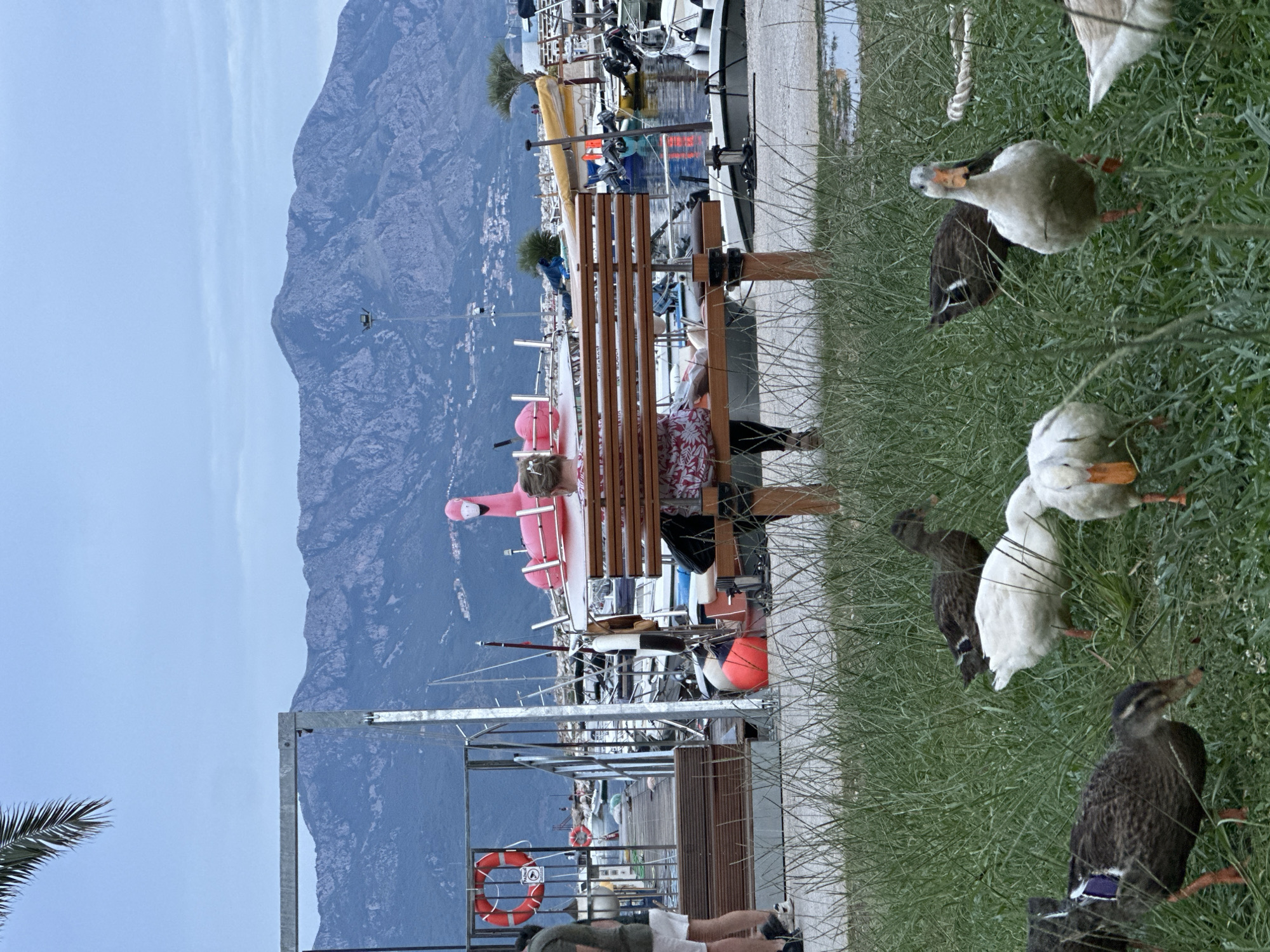 The image depicts a waterfront scene in Budva, Montenegro, on an overcast day. In the foreground, several ducks are scattered across a grassy area, some with iridescent markings on their wings. One white duck stands prominently, facing forward with an orange beak and legs. Behind the grass, a woman is seated on a wooden park bench, facing away from the camera. She is wearing a red and white patterned top and dark pants. Behind her, a large inflatable pink flamingo is positioned on the bench. The background features a marina filled with various boats, docked against a wooden pier. Beyond the marina, a range of rugged, tree-covered mountains forms the backdrop, with some scattered buildings visible on their slopes. A palm frond hangs from the top left corner of the frame.