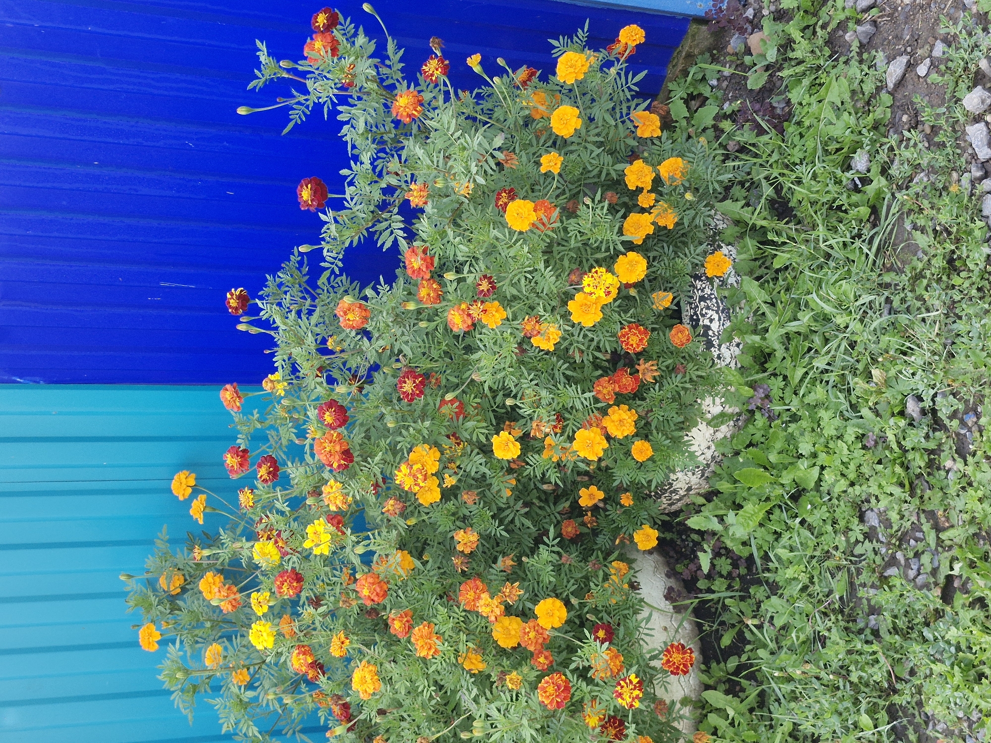 In the city of Buzdyak, Russia, a vibrant patch of marigolds, predominantly in shades of orange and yellow with some red accents, blooms in front of a corrugated metal fence. The fence is divided vertically into two distinct colors: a light turquoise on the left and a deep royal blue on the right. The marigolds are planted in what appears to be a large, weathered container, possibly an old tire, which is partially visible at the base of the plants. The ground in front of the fence and container is covered with a mix of green grass, weeds, and small gray pebbles. The lighting suggests it is daytime, casting natural light on the scene. There are no people or animals present in the image.