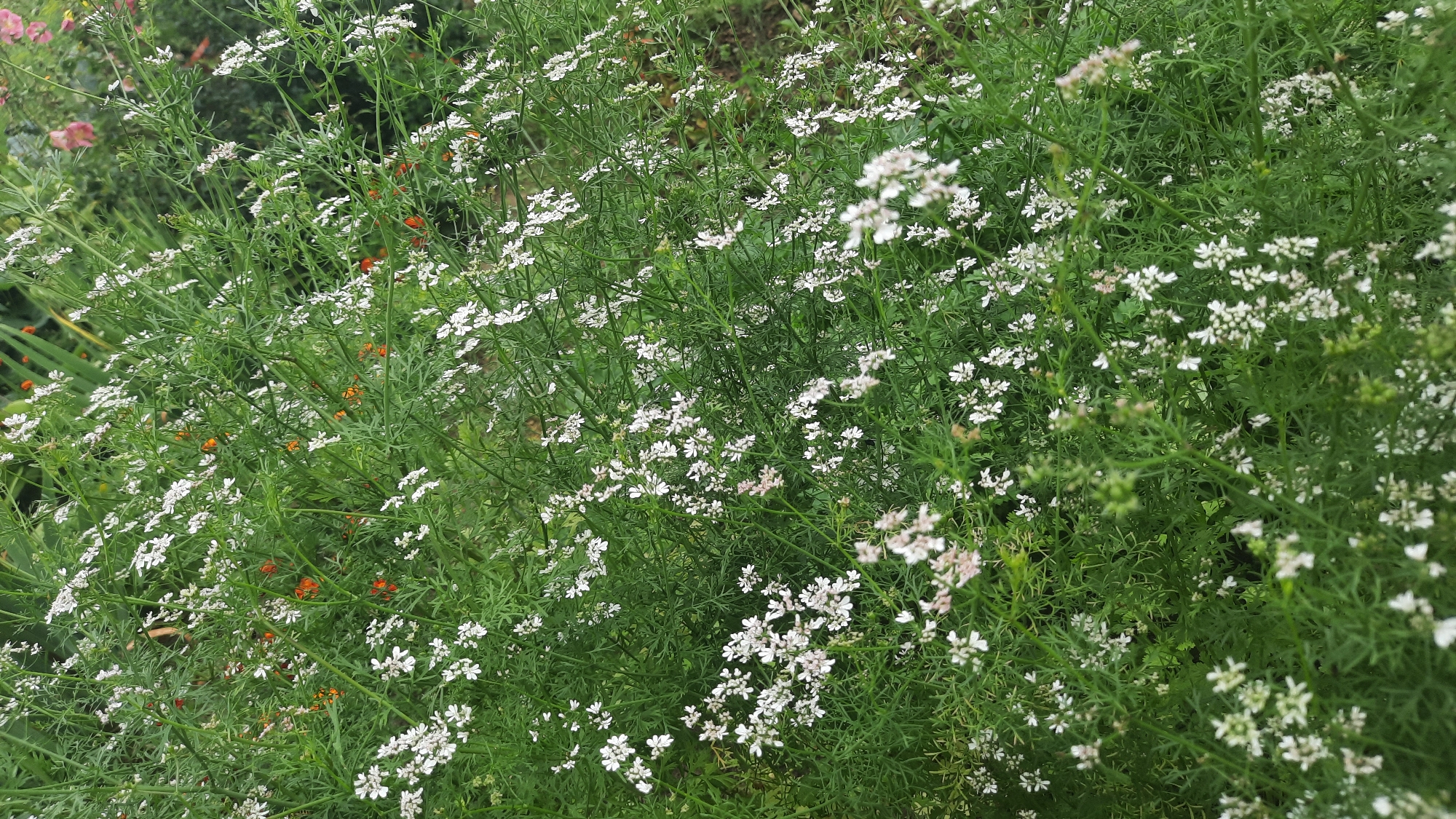 A dense, green bush with small white flowers and scattered orange blossoms is presented from a slightly elevated angle. The bush is the primary subject, filling the frame with its intricate foliage and delicate blooms. The background is softly blurred, suggesting a garden or natural setting. The image does not provide any information about the city of Шклоў, Belarus, or any people, actions, or interactions.