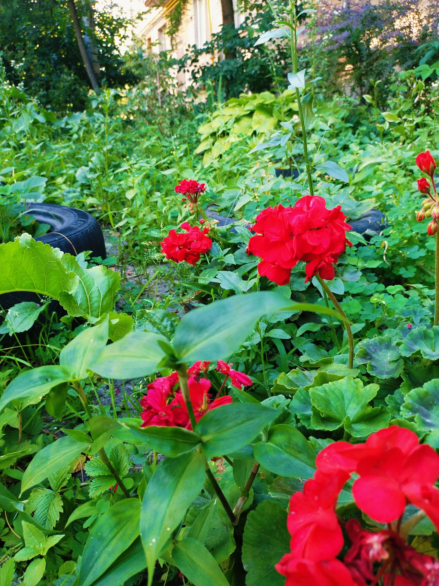 A close-up, low-angle outdoor shot captures a dense garden area. The foreground features vibrant red geraniums with layered petals, some in full bloom and others as buds. Large, textured green leaves dominate the mid-ground, creating a lush and slightly overgrown appearance. In the left mid-ground, a portion of a black tire is visible, partially submerged in the greenery, suggesting an unconventional use of discarded materials within this garden space. The background shows more greenery, with hints of a building and tree foliage suggesting a residential or semi-urban setting, likely within Horishni Plavni, Ukraine, based on the provided location. The lighting indicates it is daytime, with the sun casting light from the top right, creating some highlights on the leaves and flowers. The overall scene conveys a natural, slightly wild, and informally cultivated garden environment.