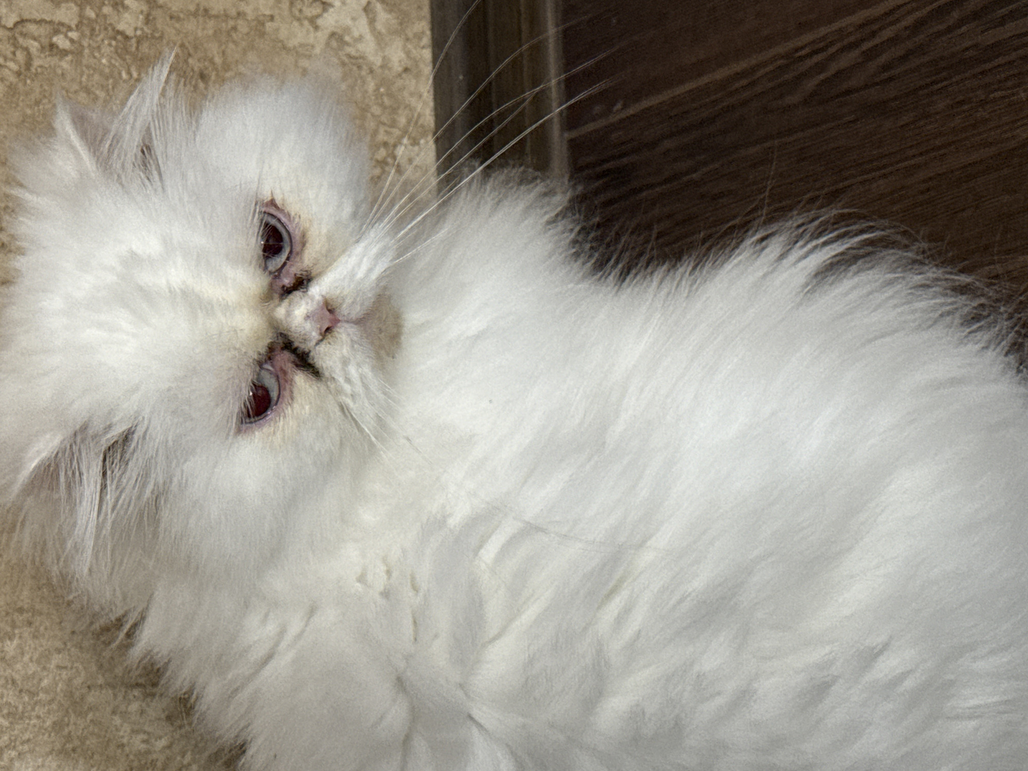 A white Persian cat with red eyes is lying down indoors on a tan carpet and a dark brown wooden floor. The cat's head is oriented to the left side of the image, with its body extending towards the right. The location is undetermined; Burgas, Bulgaria is not visible in this image.
