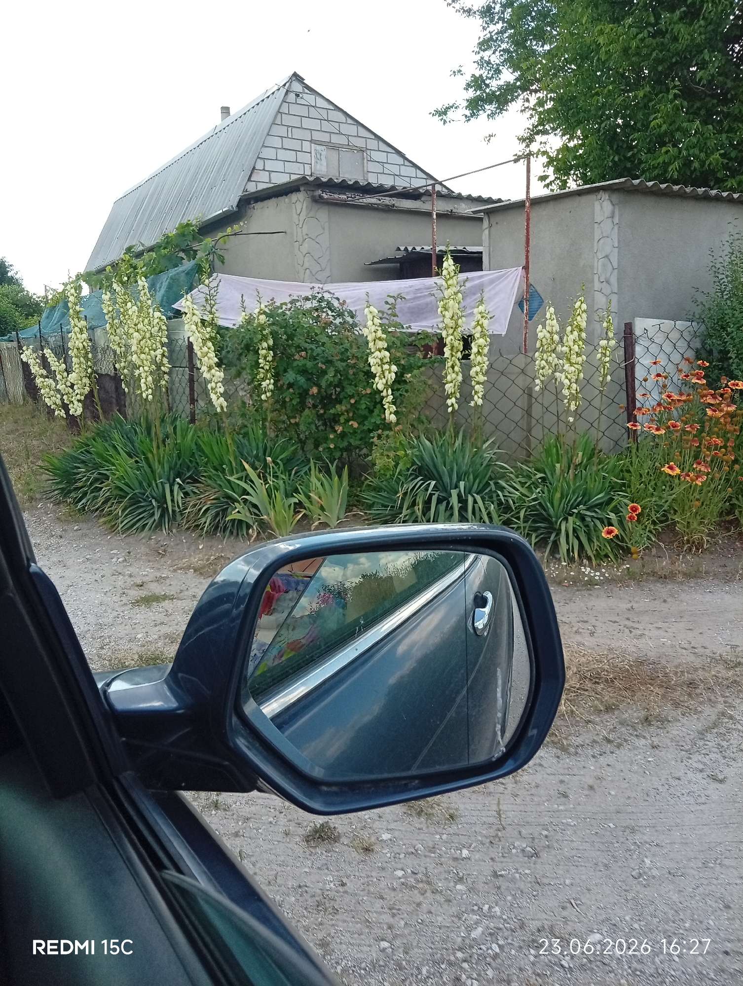 This is a medium shot photograph taken from inside a car, looking out towards a rural outdoor scene. The foreground shows the car's dark blue side mirror, reflecting a colorful, abstract pattern of what appears to be clothing or fabric. To the left and bottom of the frame, part of the car's door and interior is visible.
The background depicts a residential setting with a light-colored, peaked-roof building constructed of brick and concrete. Adjacent to this building is another smaller structure with a corrugated roof. A chain-link fence runs horizontally across the mid-ground, separating the property from the viewer's perspective.
Several plants are prominent. Tall stalks of creamy white flowers, possibly yucca, bloom vertically along the fence line. In front of the fence, spiky green plants create a dense ground cover. To the right of the white flowers, a cluster of bright orange and red flowers, likely Helenium, adds a splash of color. A large green tree with dense foliage towers over the right side of the scene. A white sheet or fabric hangs on a clothesline in front of the building.
The ground is covered with gravel and sparse dry grass. The lighting suggests it is daytime, likely late afternoon given the date stamp. The overall impression is a serene, rural environment.
Visible text includes "REDMI 15C" in the bottom left corner and a date and time stamp "23.06.2026 16:27" in the bottom right corner. The location context is Mykolaivka, Ukraine.