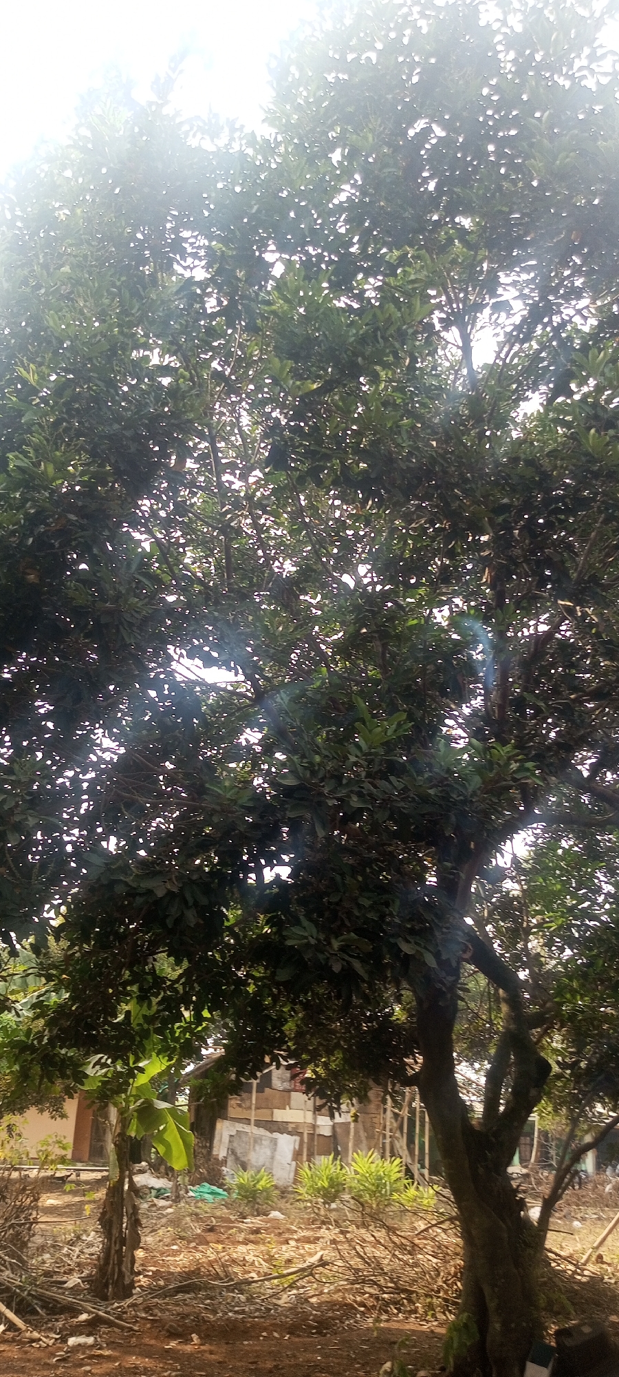The image shows a dense canopy of green leaves from a large tree, with bright sunlight filtering through, creating a slightly overexposed effect. The trunk and branches of the tree are visible in the foreground and mid-ground, exhibiting a gnarled and mature appearance.
Beneath the tree, the ground is covered with dry leaves, twigs, and some debris, indicating a natural or somewhat unkempt outdoor setting. There are some banana plants with large leaves to the left of the frame. In the background, a simple, partially constructed or dilapidated building is visible, made of various materials including what appears to be corrugated metal and wood. Some smaller green plants are growing in front of this structure. The overall impression is of a rural or semi-rural area, possibly a yard or garden, in Taman Rahayu, Indonesia. There are no people or animals visible in the image.