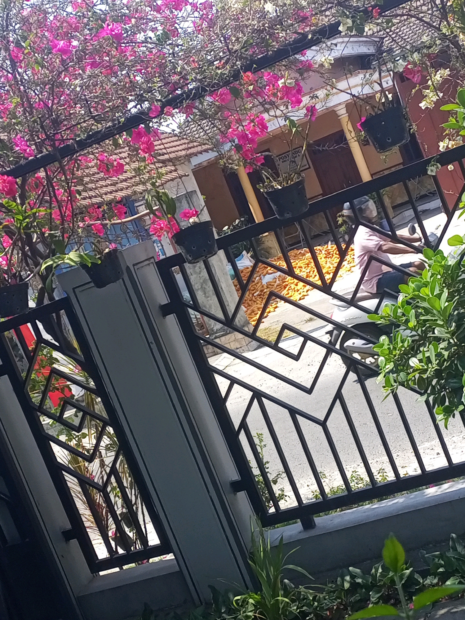 This image depicts a scene in Ngasem, Indonesia, showing a residential area with a focus on the front of a building and its surrounding elements. Pink bougainvillea flowers are in full bloom, cascading over a black metal fence and the roof of a house. The house itself appears to be a single-story structure with a tiled roof and a light-colored facade, featuring architectural details such as columns.
In the background, a person is visible riding a white scooter and wearing a pink shirt and dark shorts. They are moving across a paved area where a large pile of orange items, possibly food like corn or carrots, is spread out. The ground surface is a mix of asphalt and lighter-colored paving.
The foreground is dominated by a black metal fence with a geometric pattern. Part of a grey concrete pillar is also visible, supporting the fence. Green foliage and plants are growing in front of and behind the fence, adding to the natural elements of the scene. The overall impression is of a sunny day in a somewhat rural or suburban part of Ngasem, where everyday activities like transporting goods are taking place amidst lush vegetation.